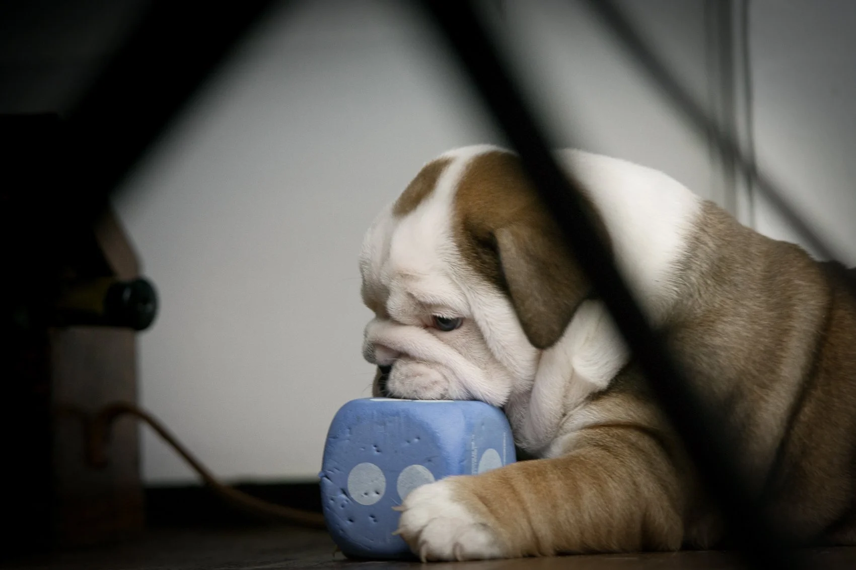A cute bulldog puppy is chewing on a blue rubber toy in an indoor setting, seen through some objects in the foreground.