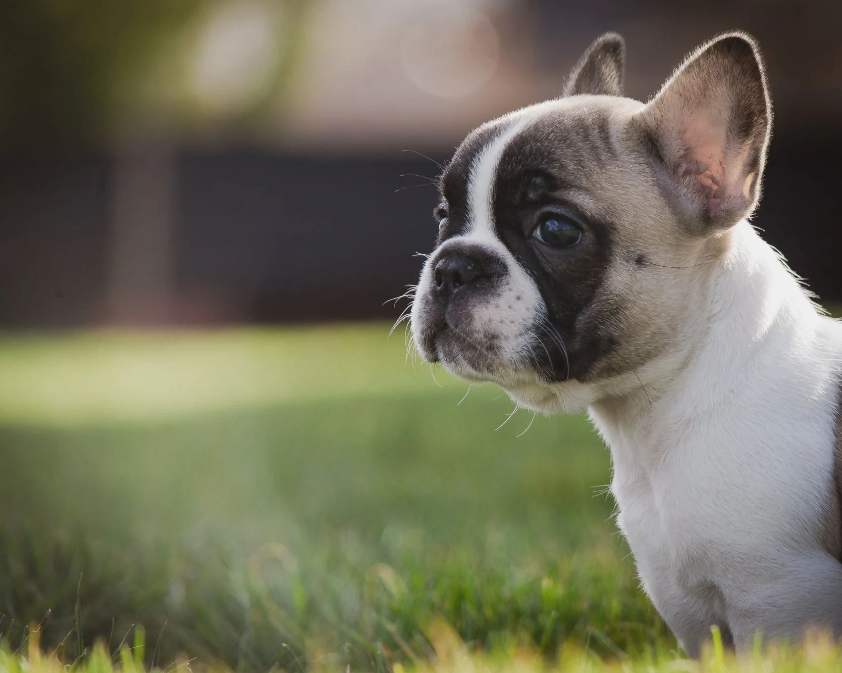 Close-up view of a French Bulldog puppy sitting on grass outdoors, looking to the side.