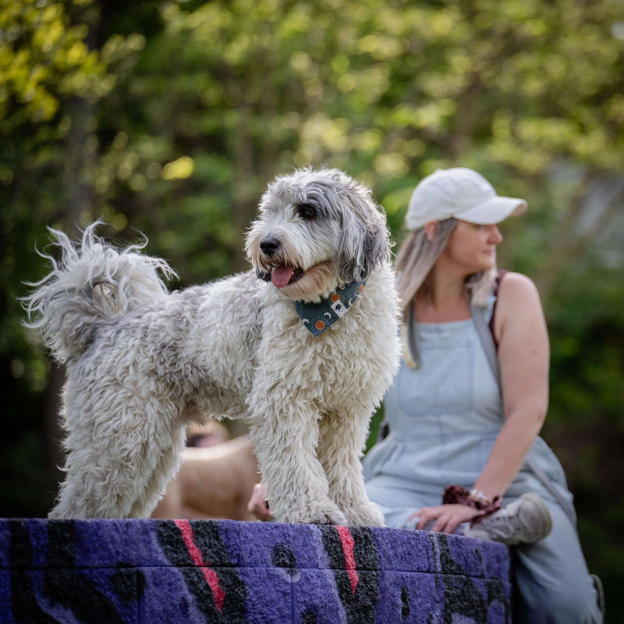 A fluffy, gray and white dog with a bandana on its neck, standing on a purple blanket, outdoors with a woman in a white cap and sleeveless dress sitting in the background.