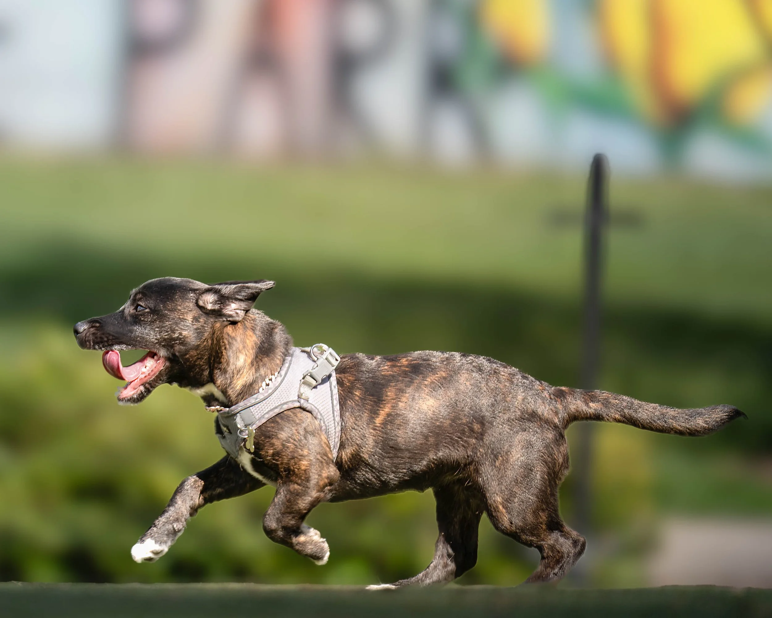 A playful brindle dog running outdoors with its tongue out, wearing a harness, in front of a blurred green park background.