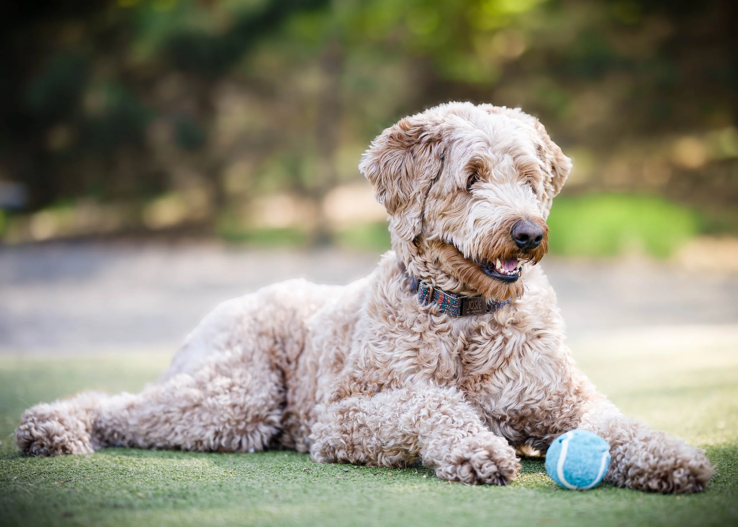 A curly-haired beige dog with a colorful collar, lying on green grass with a blue tennis ball in front, outdoors with blurred trees in the background.