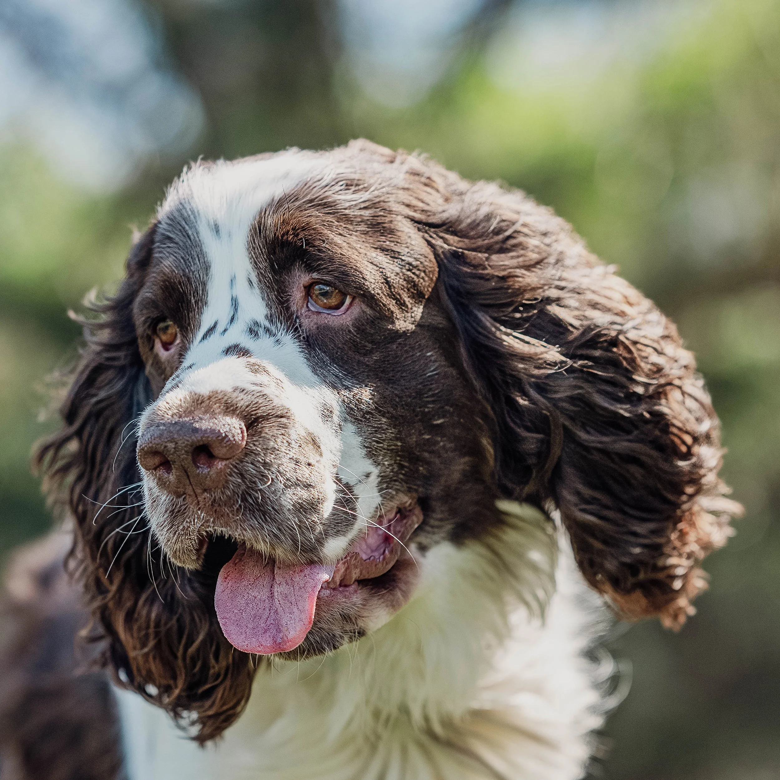 Close-up of a brown and white English Springer Spaniel dog with floppy ears and its tongue hanging out.