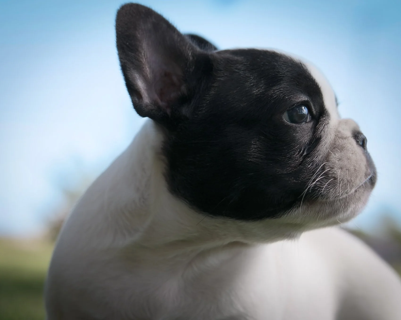 Close-up of a French Bulldog puppy with a black face and ears, looking into the distance, outdoors with a blurred sky background.