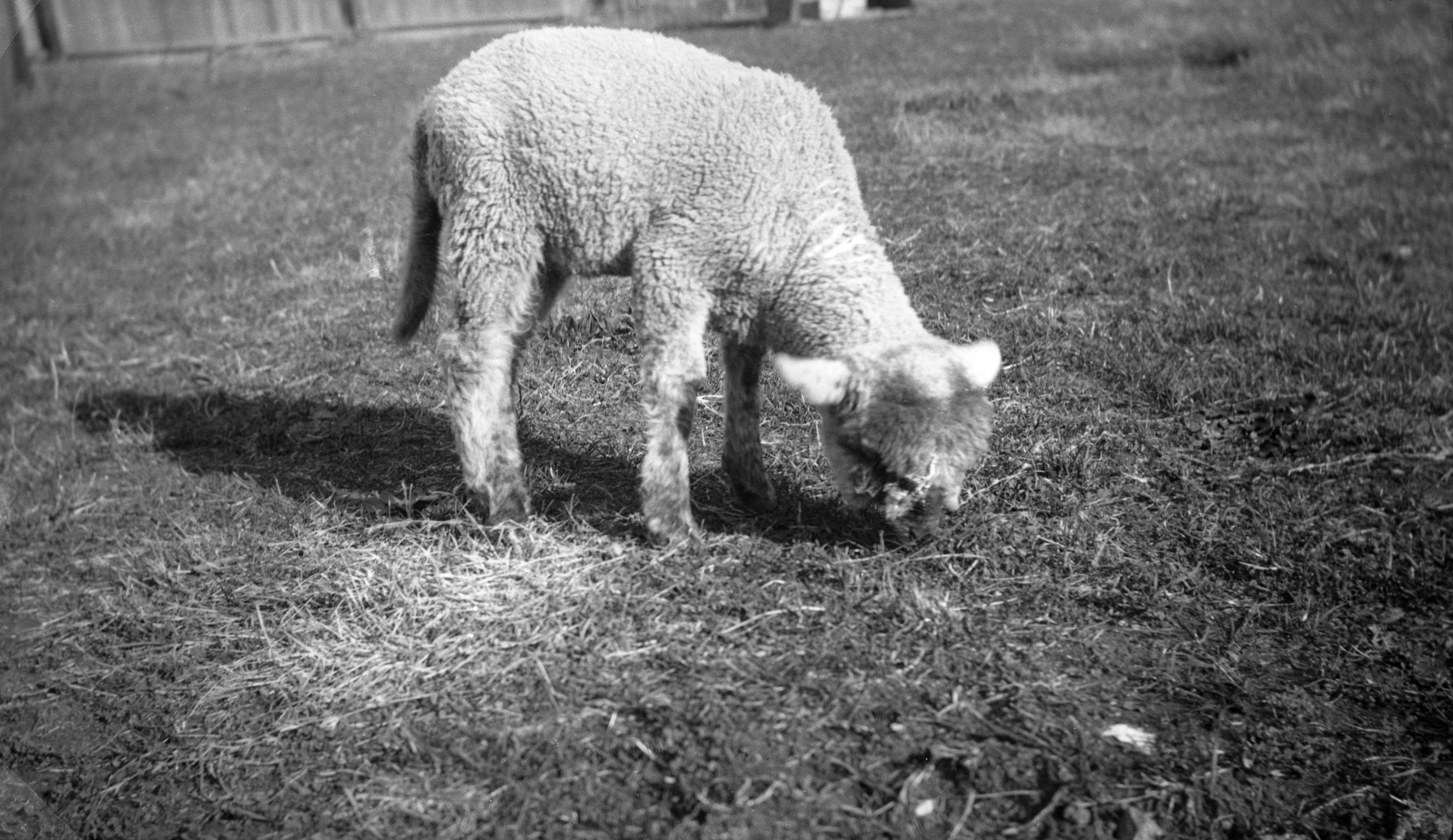 A black and white photo of a sheep grazing on the ground in a field.