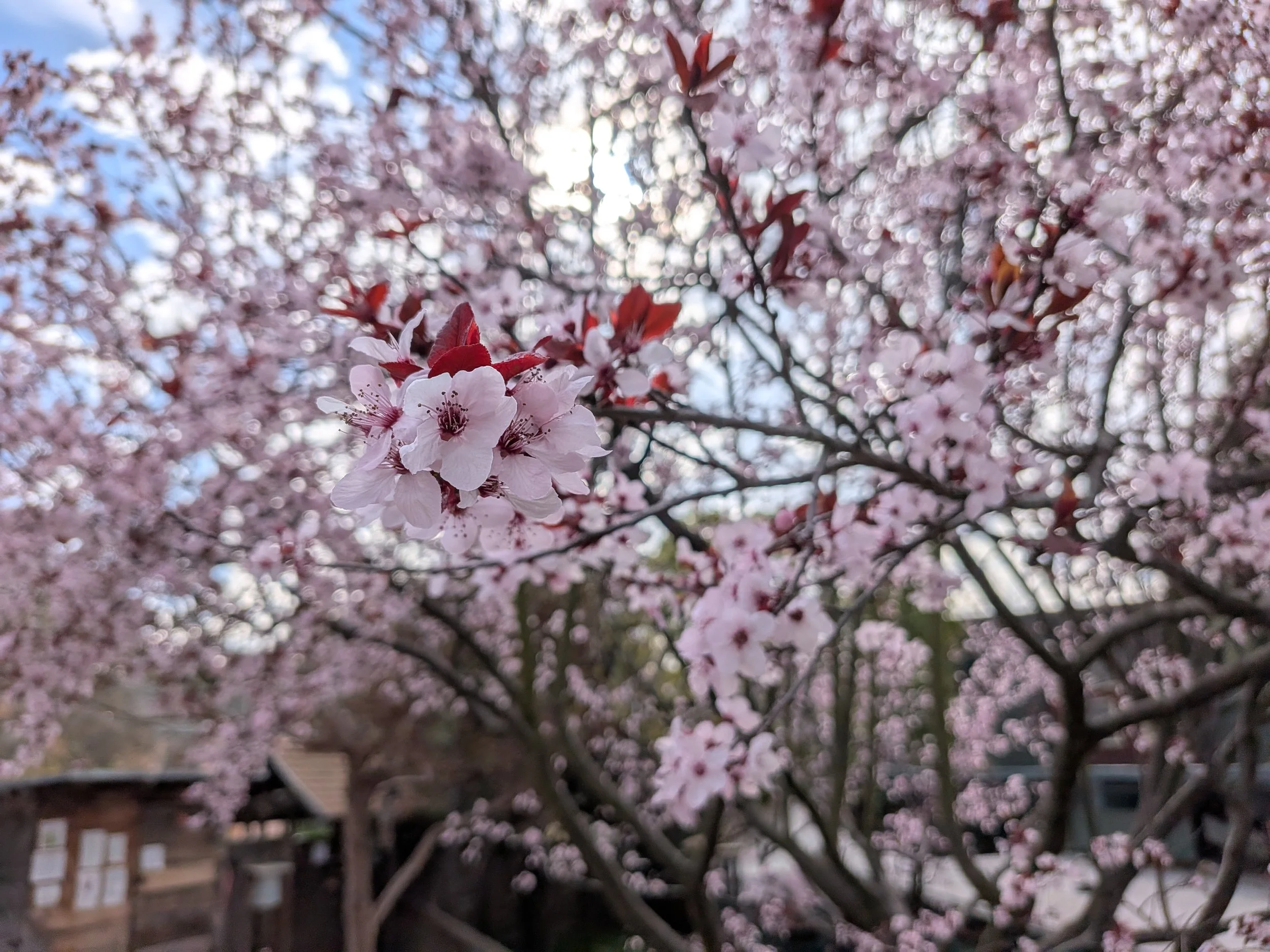 Cherry blossoms are in bloom on the hilltop