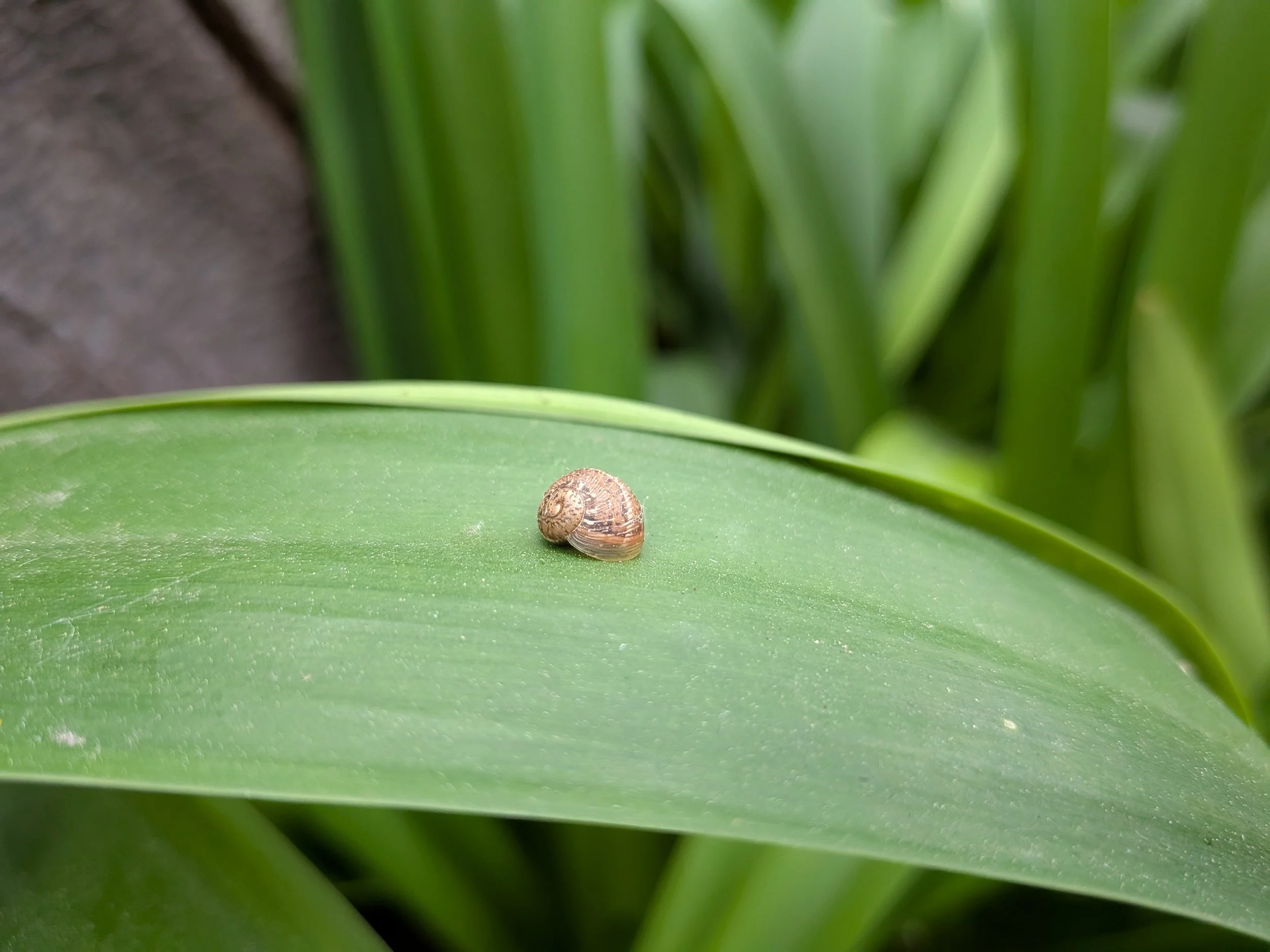 A snail stopped by to say hello