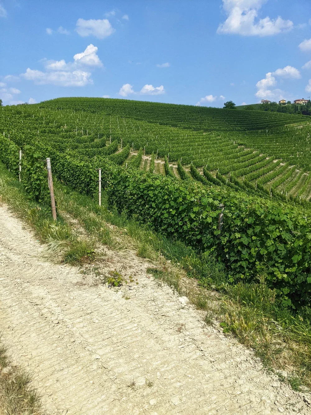 Briccolina Serralunga.webp