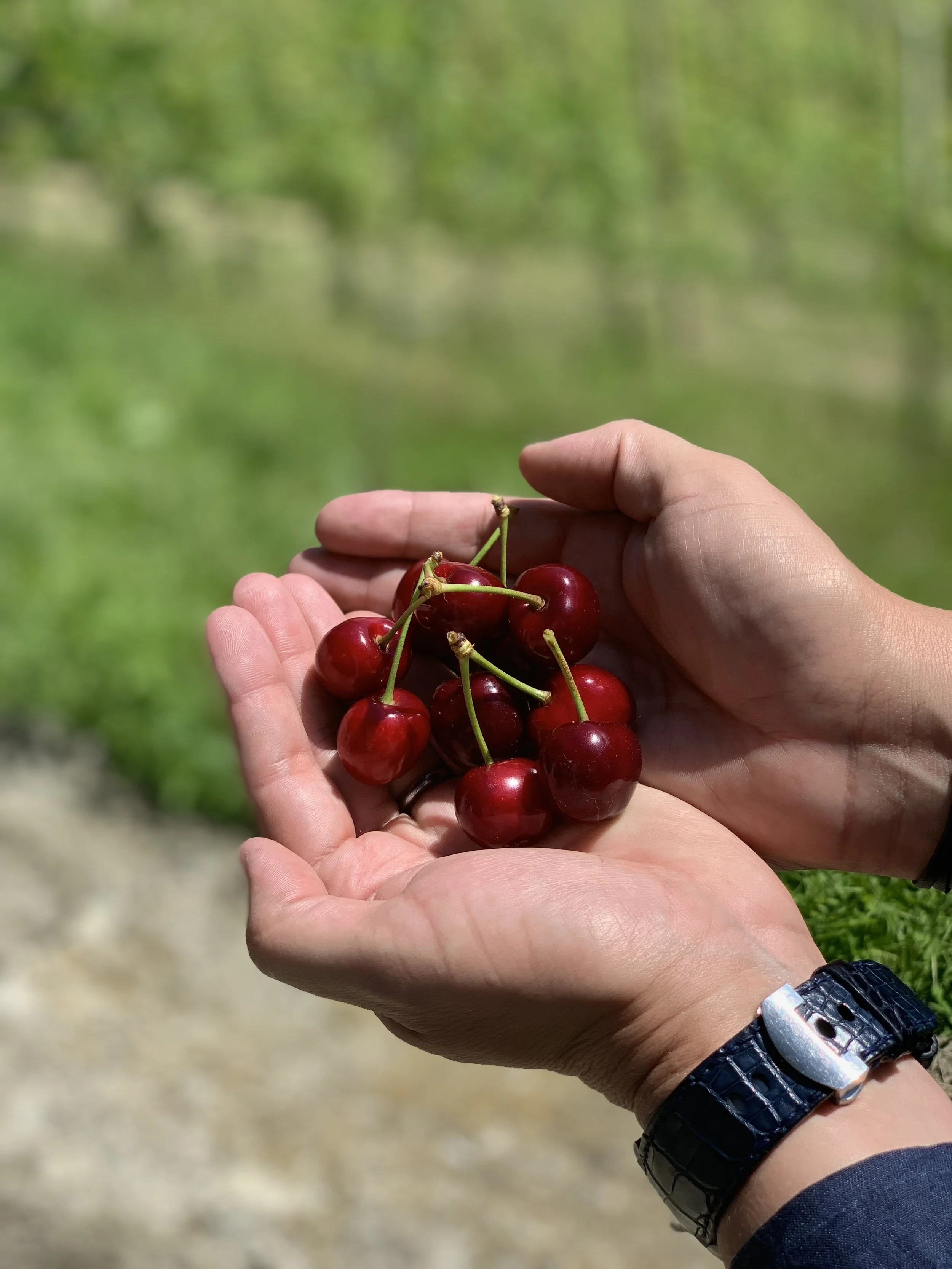 Person holding a small bunch of ripe red cherries outdoors with a blurred green background.