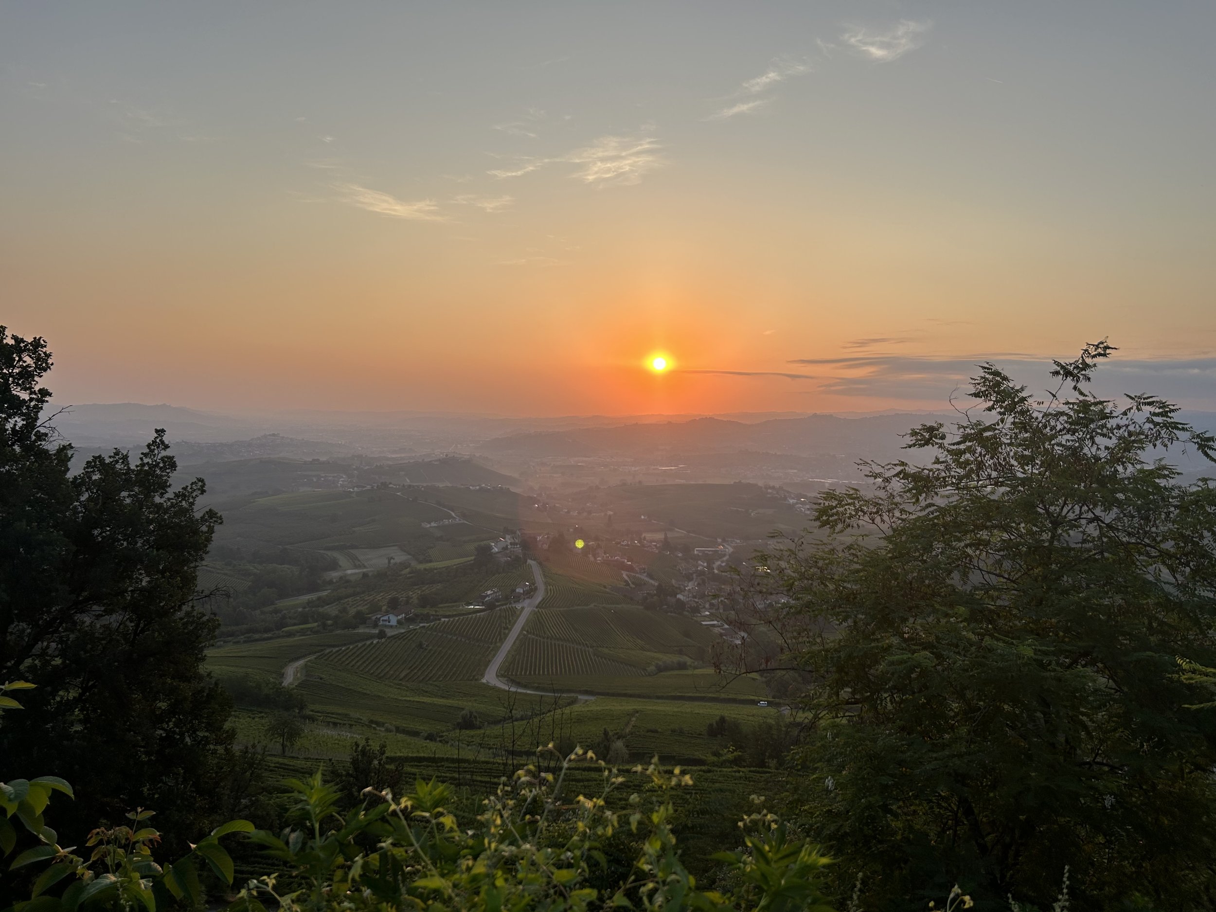 Sunset over rolling hills and vineyards, with trees and a winding road in the foreground.