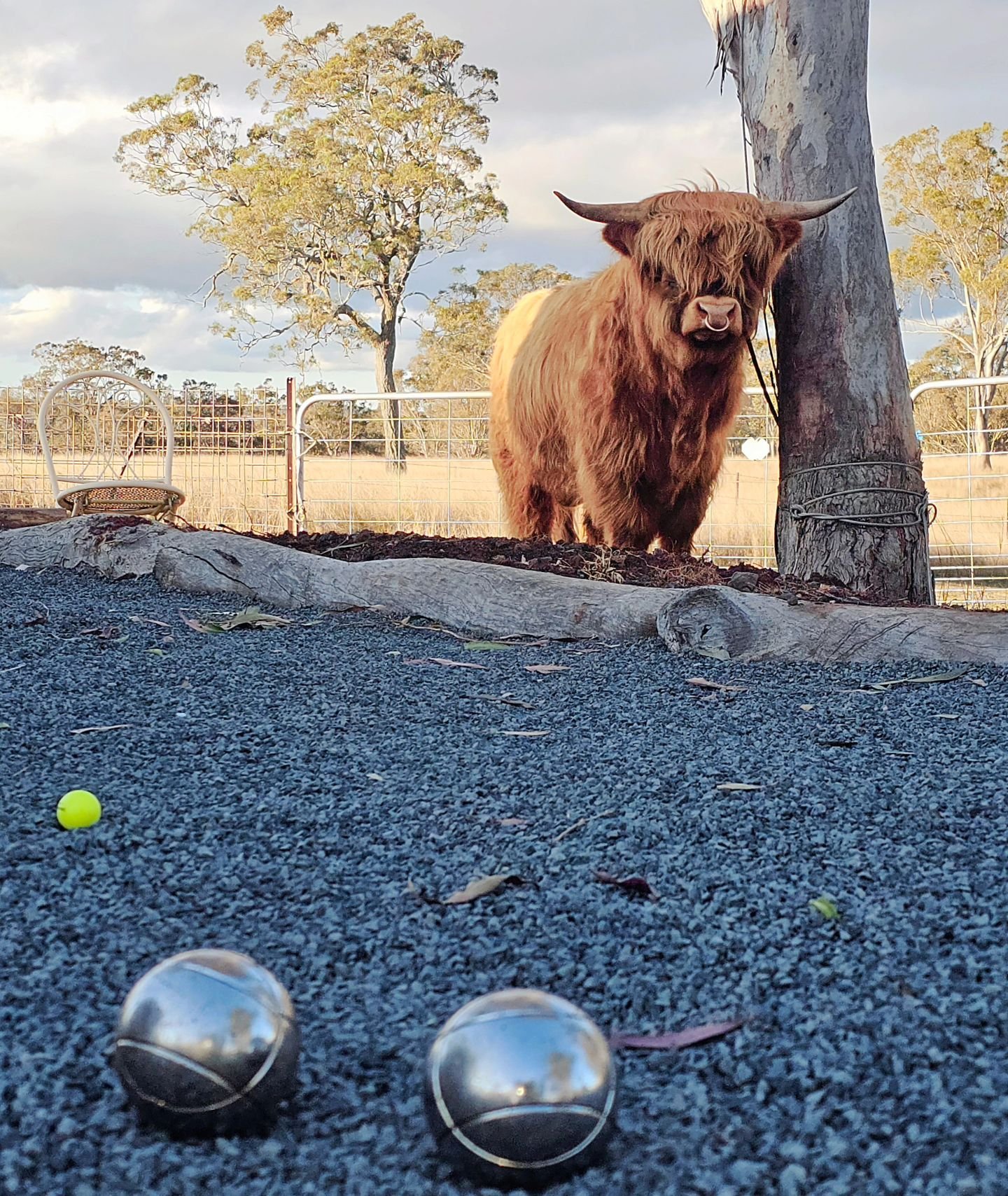 Major of Blue Rock refereeing boules and then having a well deserved break.....

#highlandbull #scottishhighlandbull #southeastqueensland #hairycoos