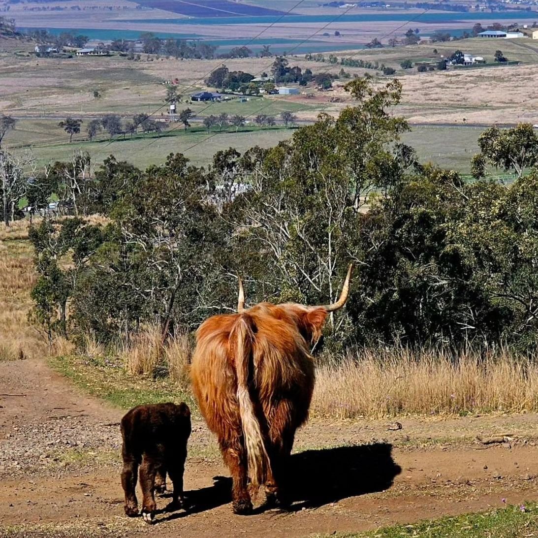 Fresh this morning.
Sire: Gilleasbaig Donn of Ennerdale
Dam: Ruby of Tilbuster North