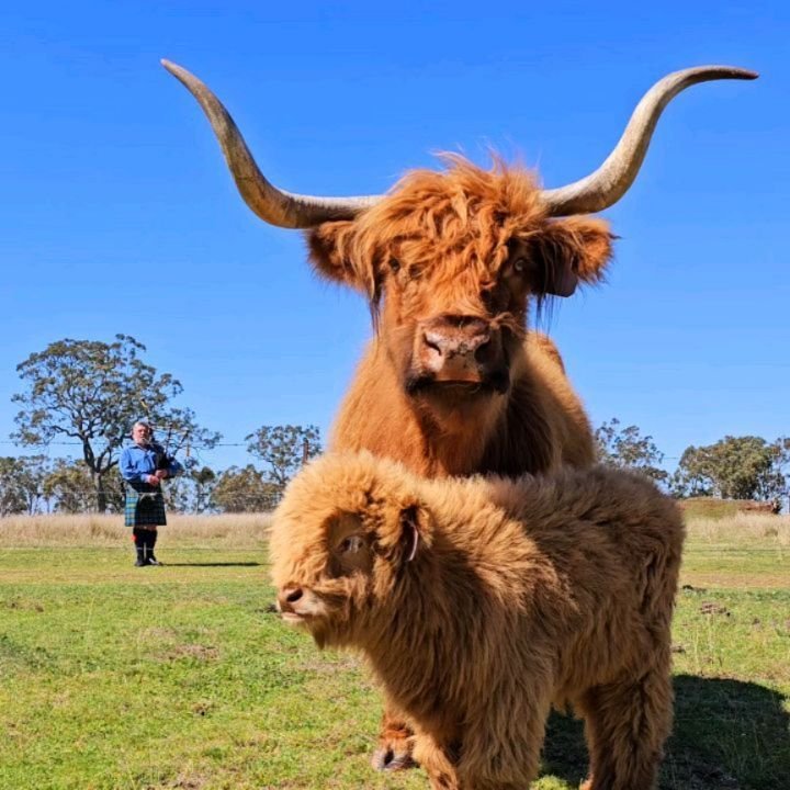 Mostyn Highland Fold are happy to have hosted the Queensland Highland Cattle Breeders Group for our August meeting.  Thanks to Daryl Thompson from Toowoomba Caledonian Society and Pipe Band for playing some beautiful music for the coos, and to Chloe 