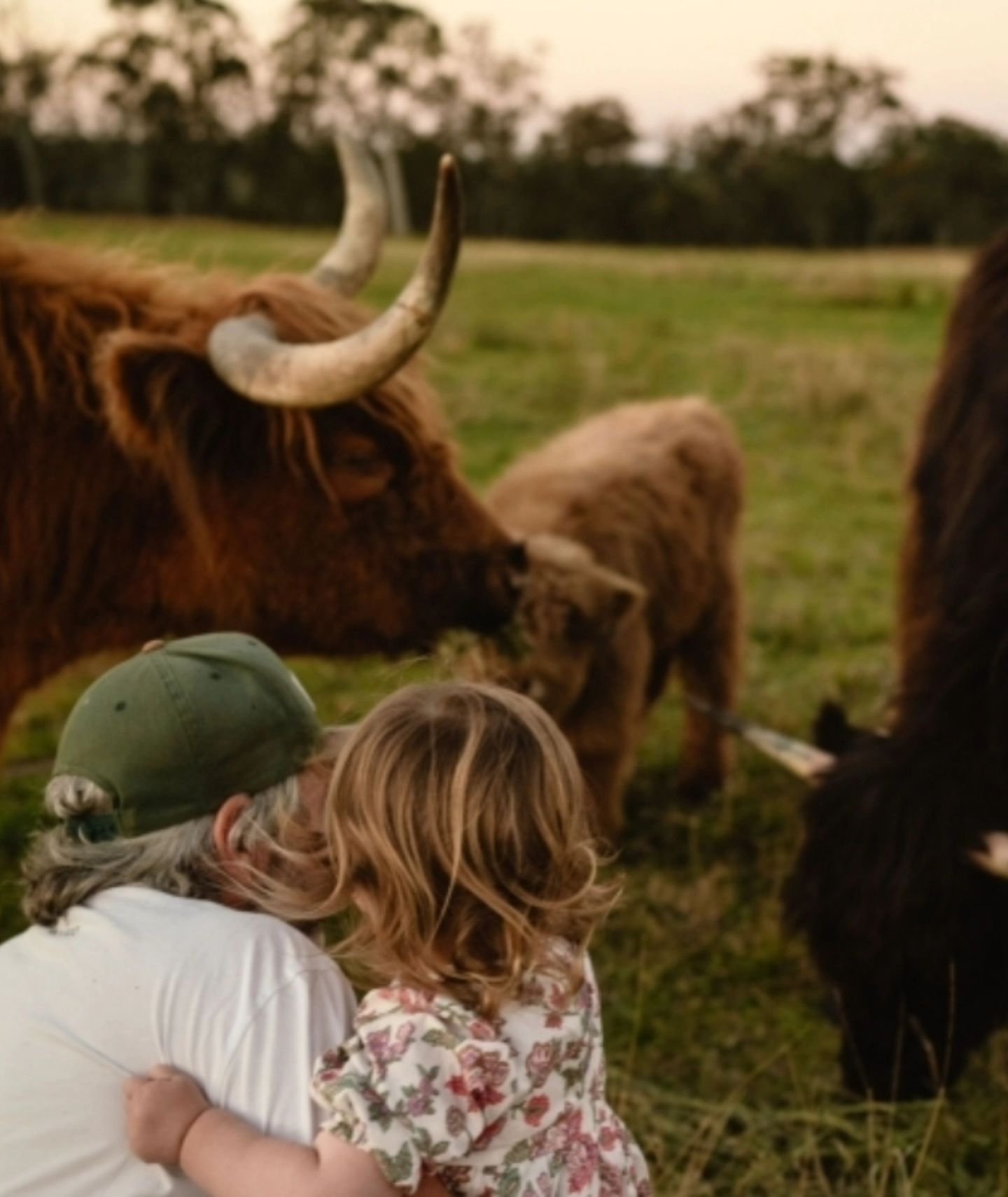 Mostyn Highland Fold is excited to offer Highland Cattle Experiences. Please visit our website for more details: www.mostynhighlandfold.com.au 

#highlandbull #highlandcattle #hairycoos #scottishhighlandcows #southeastqueensland #qldcountry