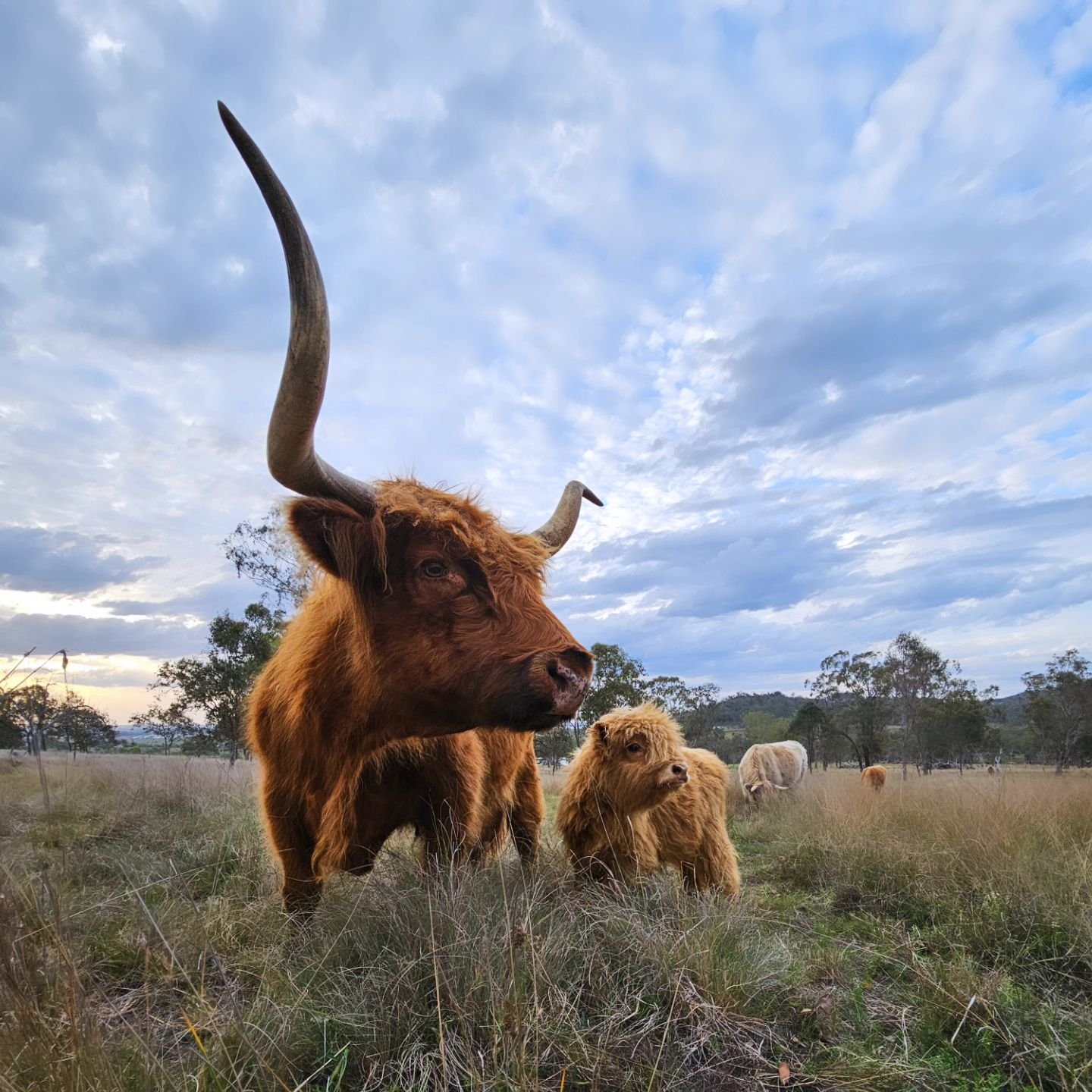 A perfect Sunday afternoon with the coos.

#highlandcattle #scottishhighlandcows #highlandcalf #southeastqueensland #qldcountry