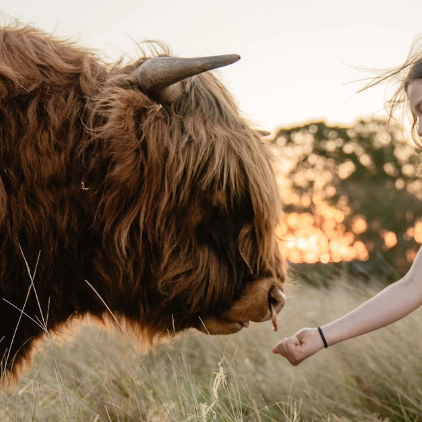 Our photographer's are now taking bookings for photoshoots.  We have limited bookings at this time of year to make sure the coos aren't uncomfortable in the heat.  Visit the website to secure your spot. If you would like to simply visit and pat, brus