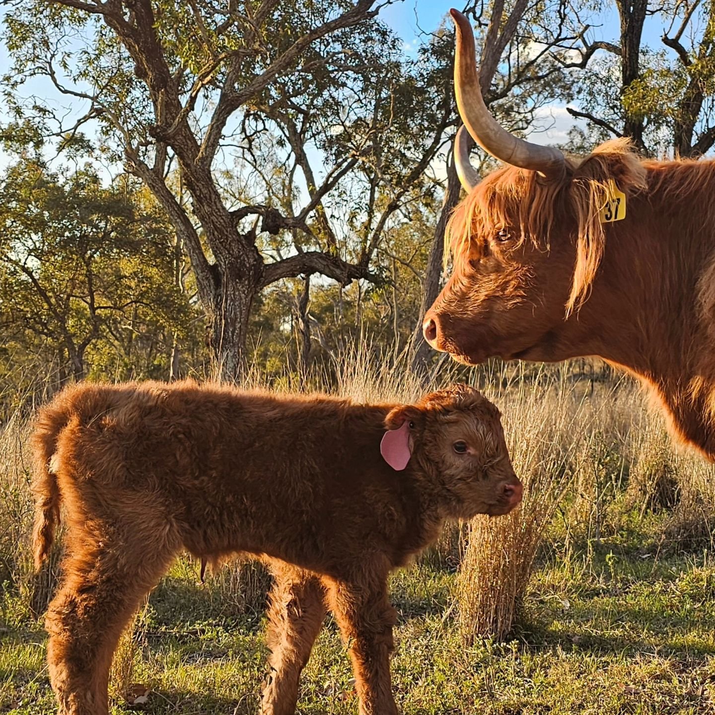 A new heifer calf for Vanessa of Tilbuster North .  She is a very loving mum, and is also happy to let us close to her babies.  We saw a dingo earlier today, so are hopeful that Gnocchi, the donkey, does his job well and guards his fold tonight.

Sir