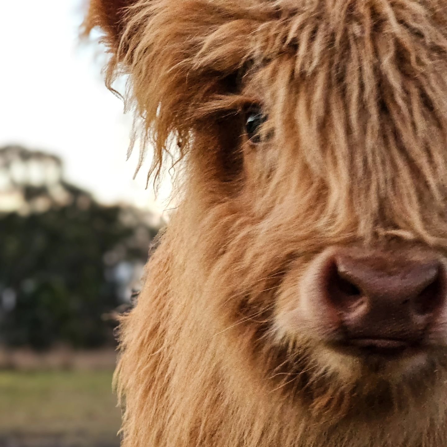 Uilleam and Rubin, inquisitive and always up to mischief around the fields.

#hairycoos #highlandcalf #scottishhighlandcows #scottishhighlandbull