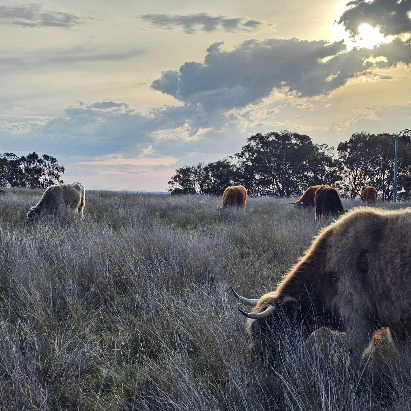 Sunday afternoon

#highlandcattle #scottishhighlandcows #sunset #qldcountry #southeastqueensland