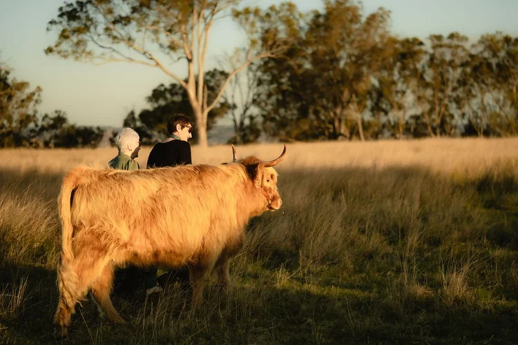 Home | Discover Highland Cattle Tours