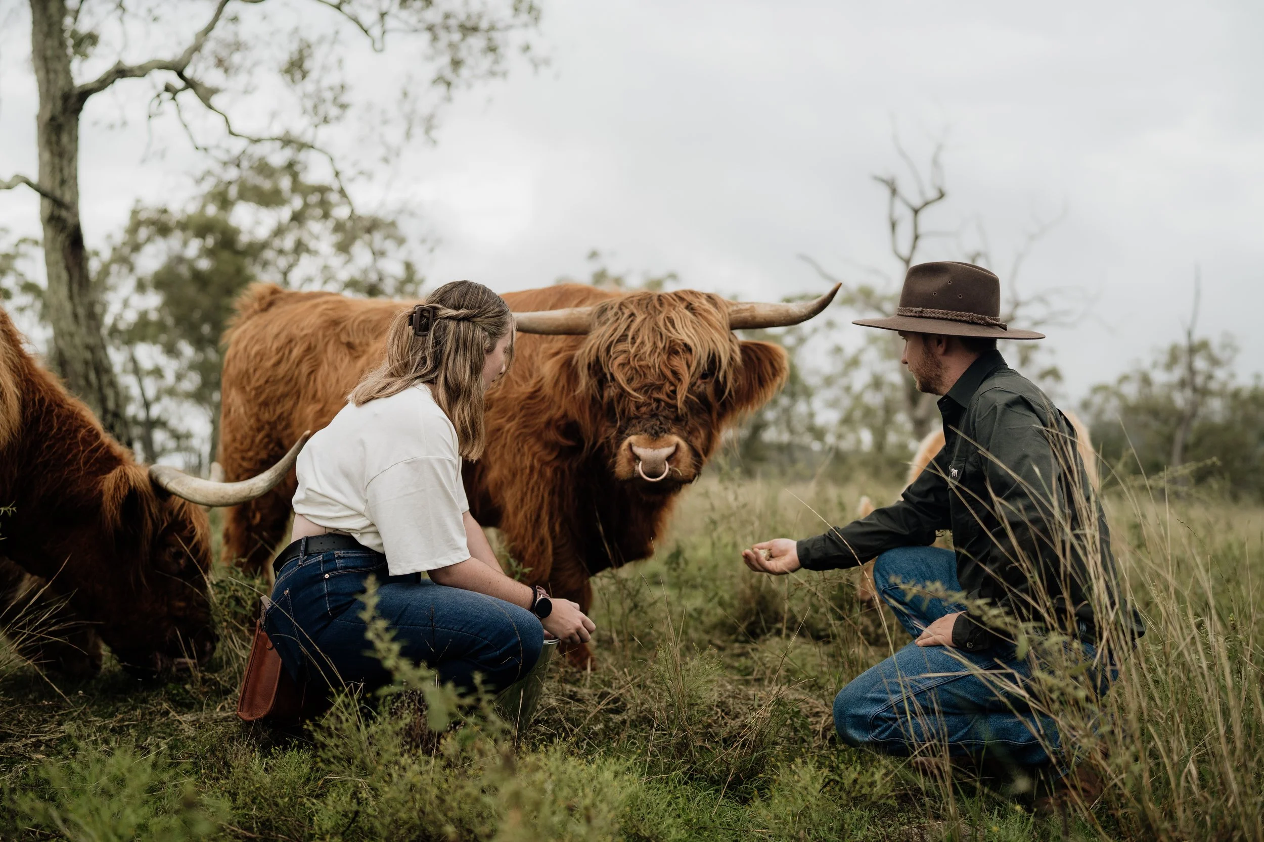 Home | Discover Highland Cattle Tours