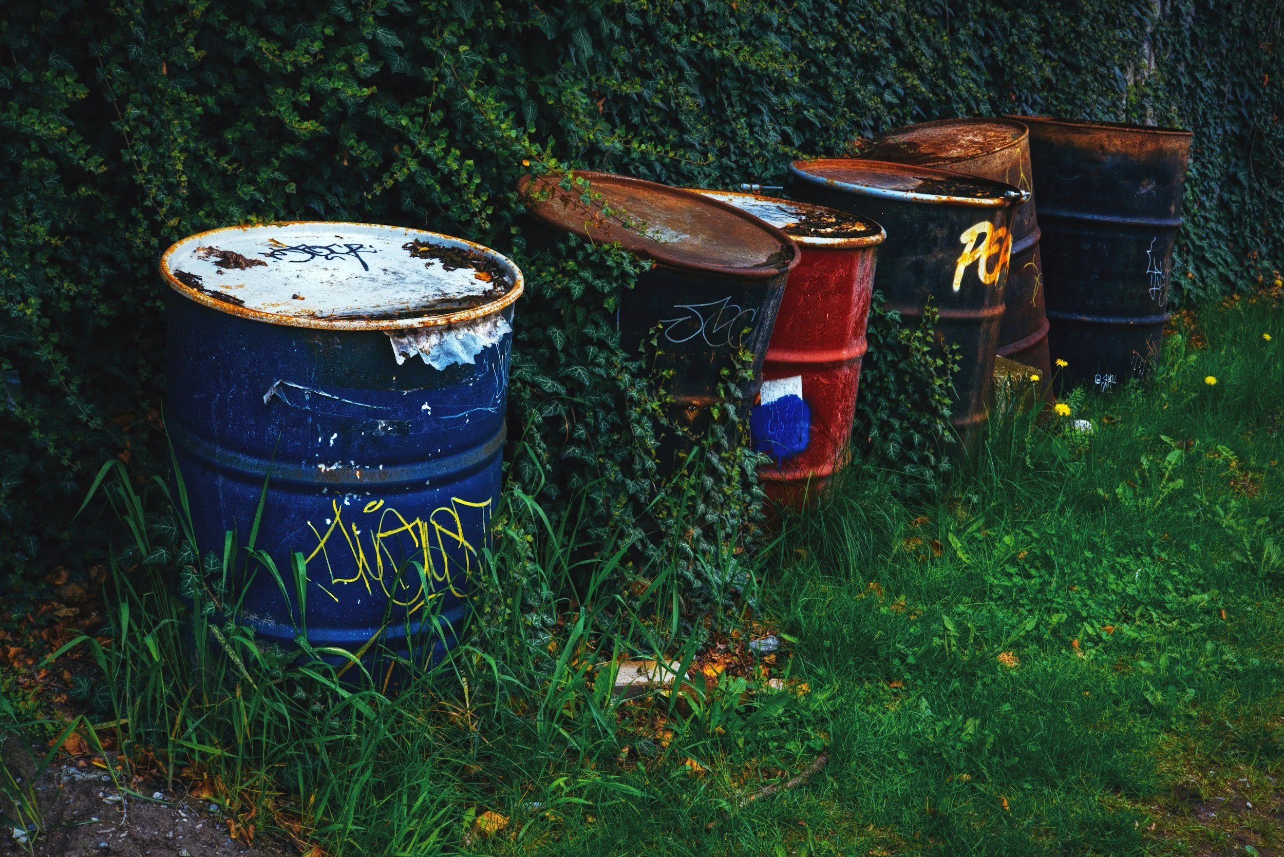 Five rusted metal barrels painted in blue, red, and black, with graffiti, aligned along a green grassy area with yellow flowers, beside a wall covered in dense green ivy.