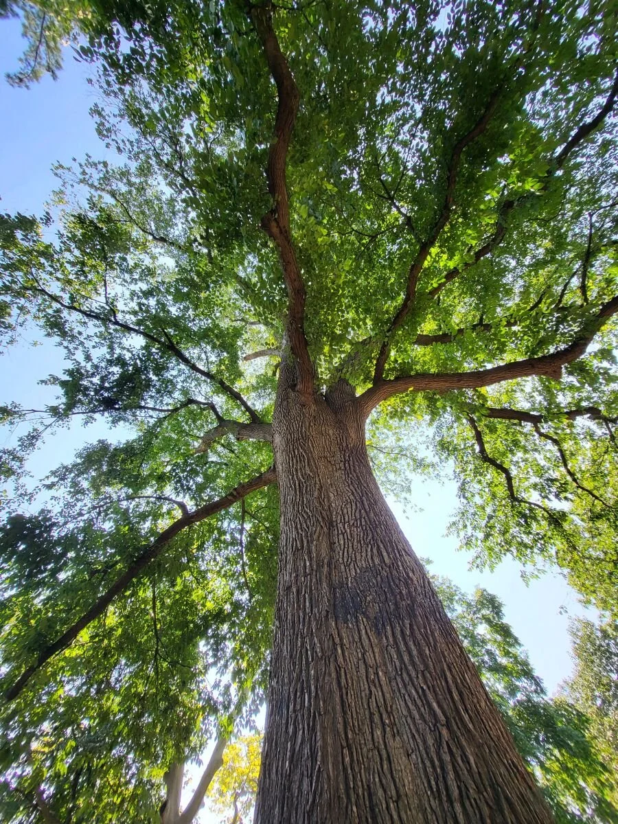 Tree #6 - American Elm - Brooklyn