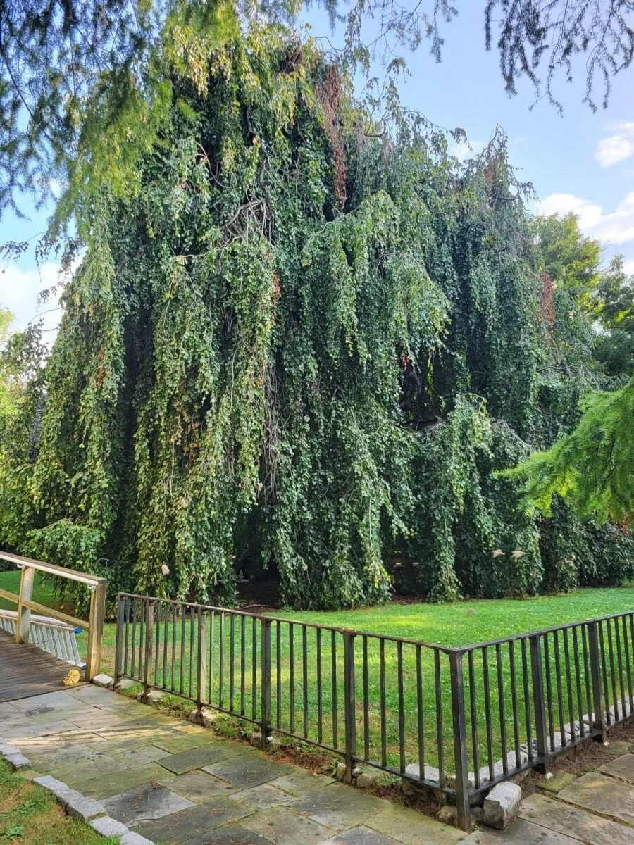 Tree #10 - European Beech - Queens
