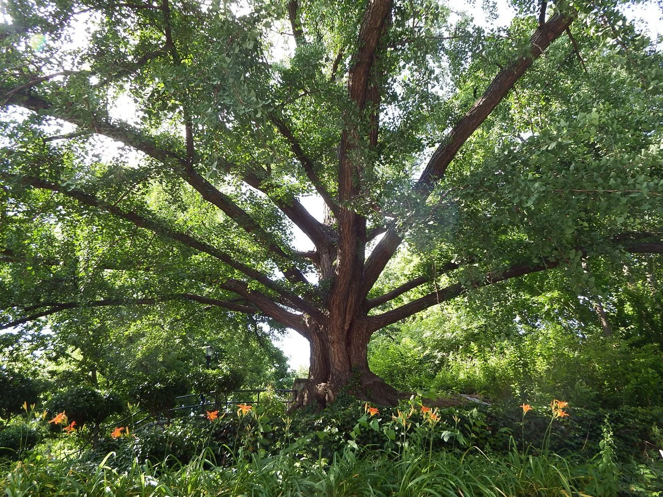 Tree #9 - Gingko - Manhattan