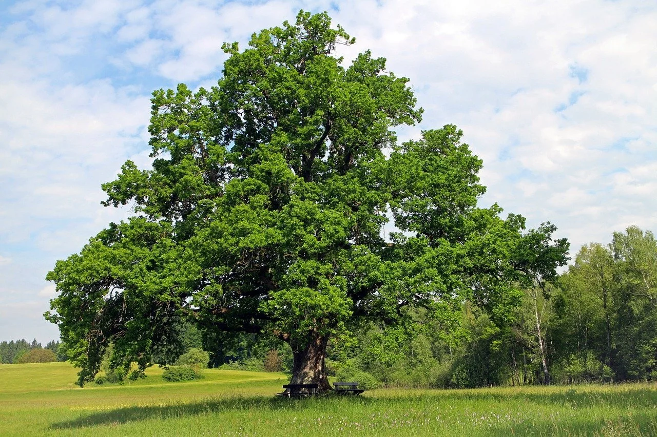 oak-tree.jpg