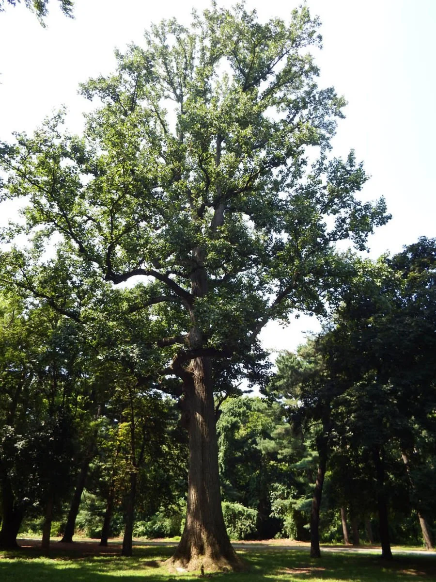 Tree #7 - Tuliptree - Staten Island