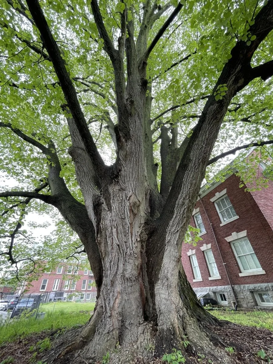 Tree #8 - American Basswood - Queens
