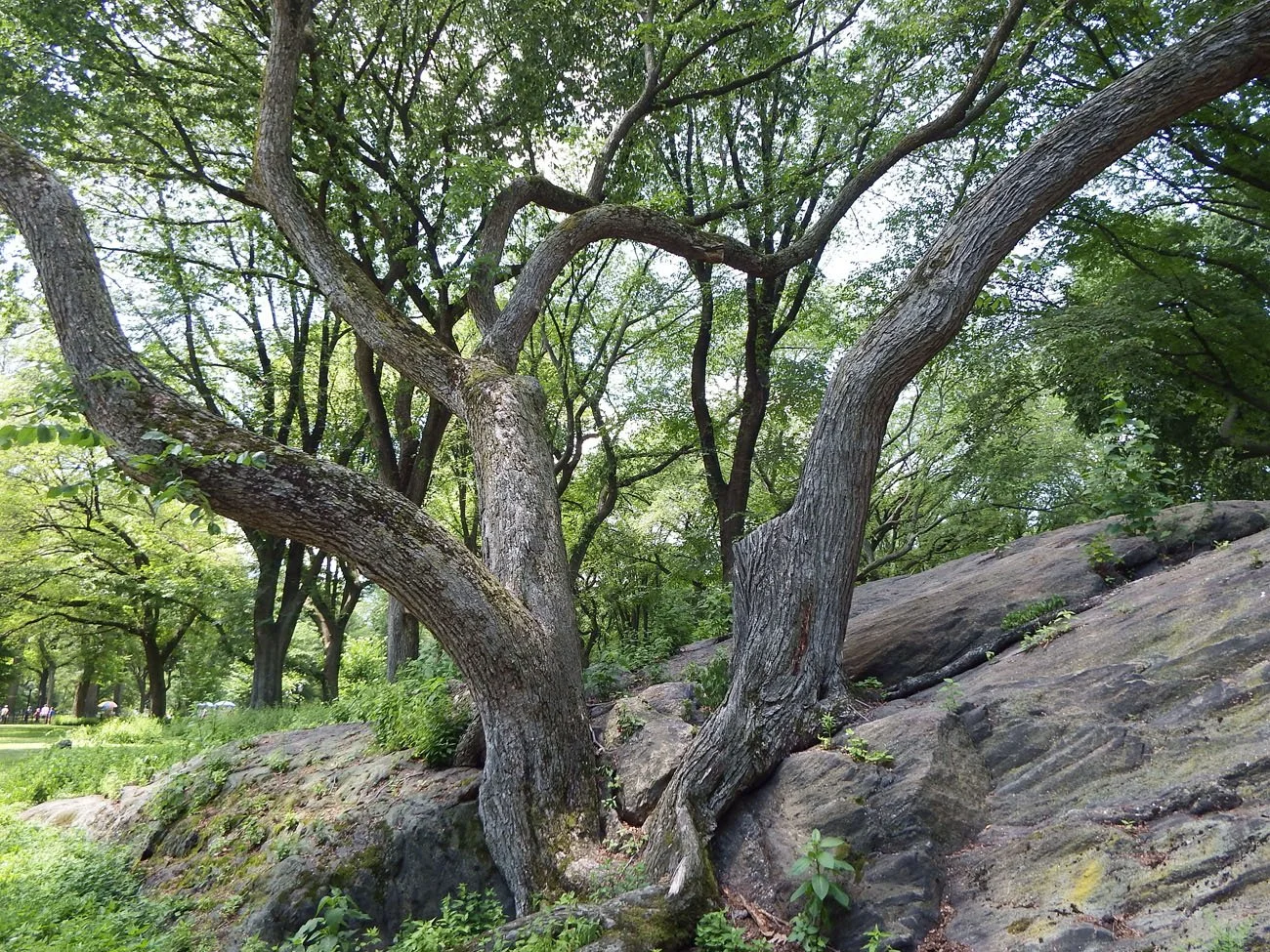 Tree #1 - American Elm - Central Park