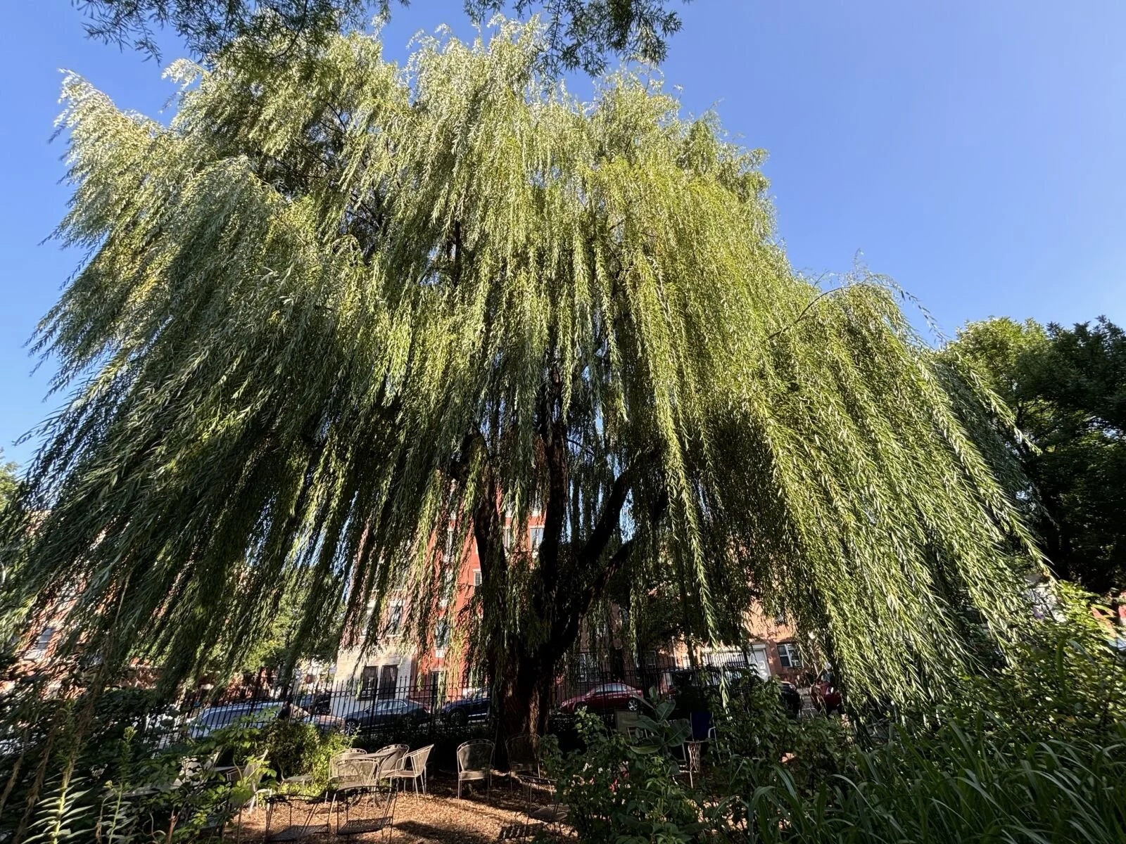 Tree #4 - Weeping Willow - Brooklyn