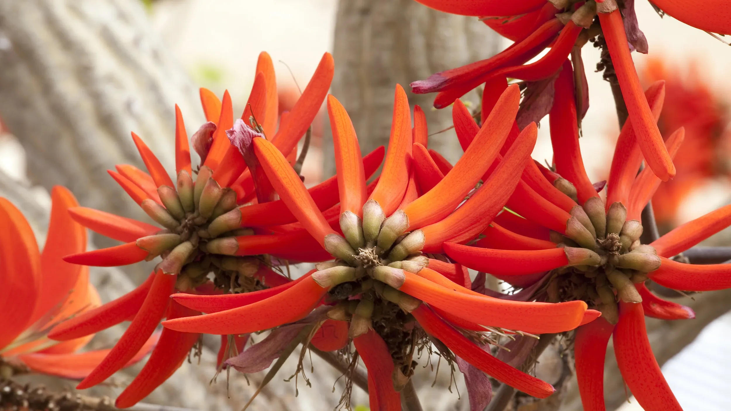 02497239-2a73-4b25-ba64-e4841b7dc8f0-February_18_Common_coral_tree.webp