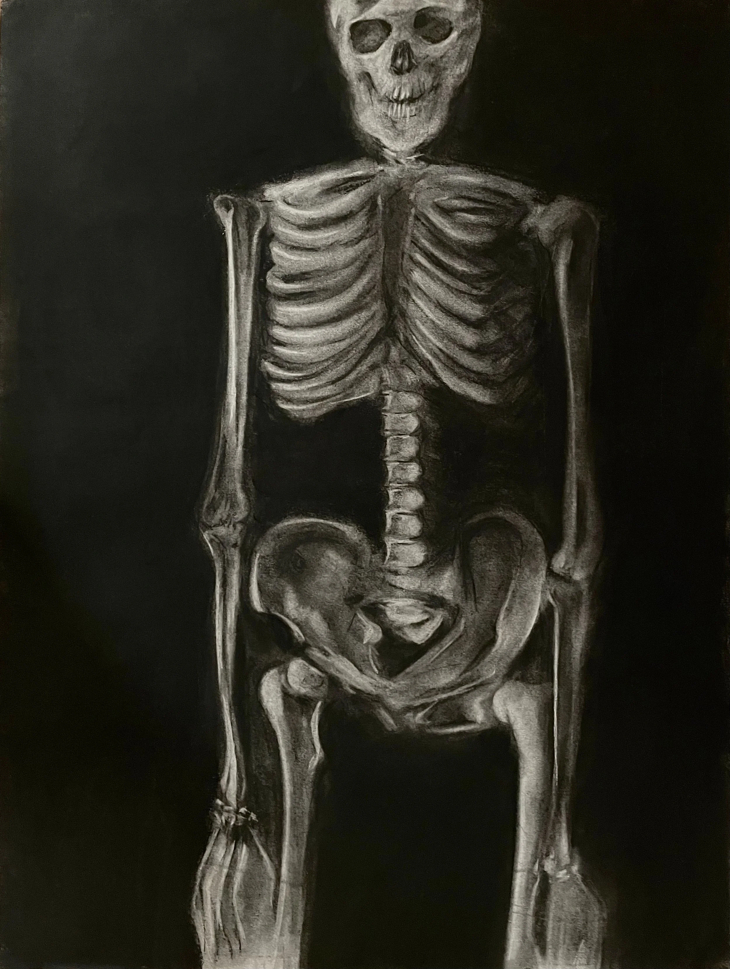 skeletal study .jpeg