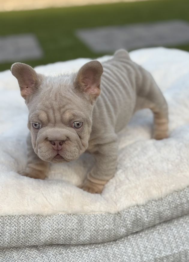 A young French Bulldog puppy with light tan fur and blue eyes standing on a soft white blanket outdoors at It's All Frenchie 2 Me!