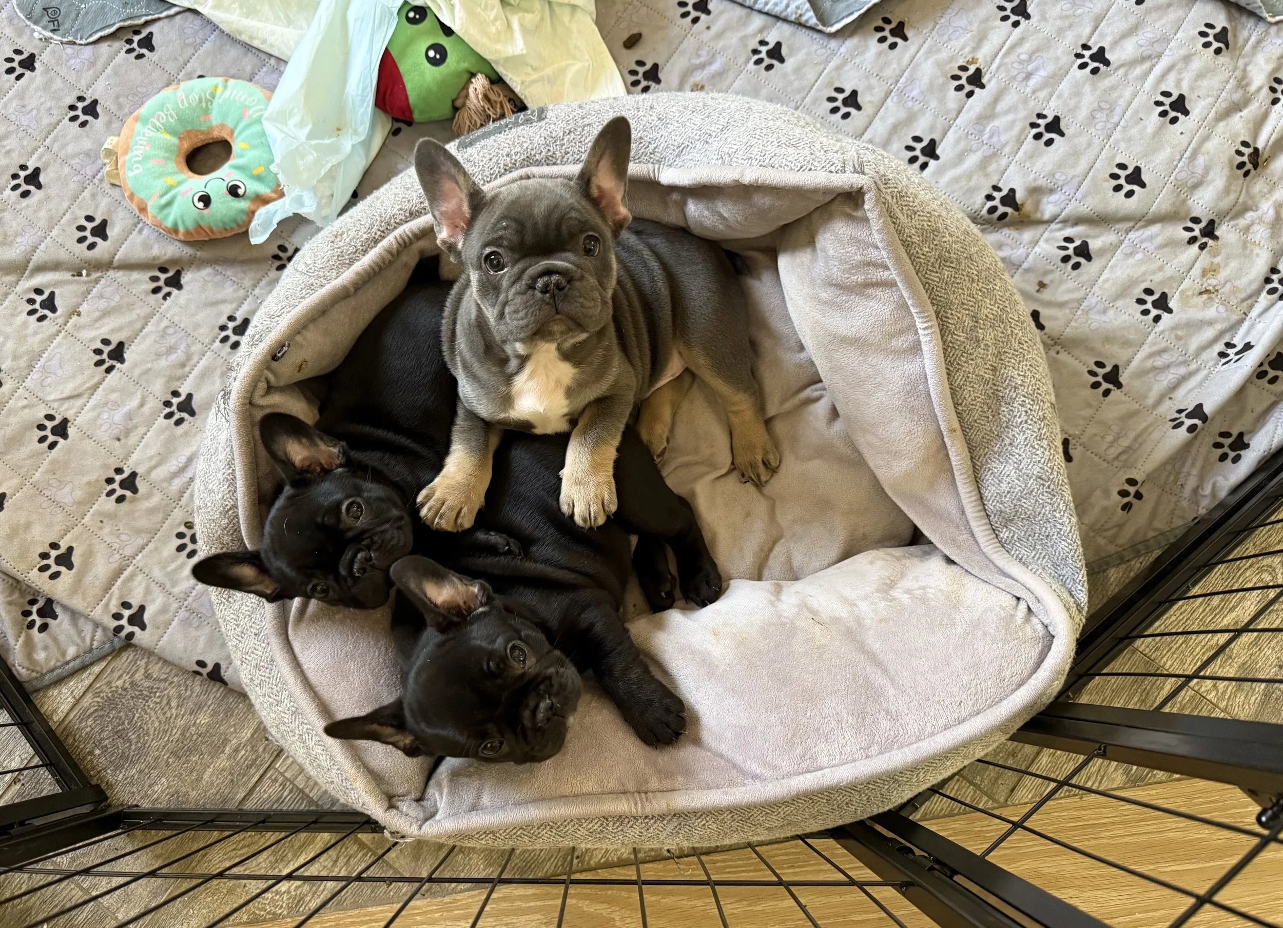 A group of four puppies, including two black and two gray, lying in a soft pet bed inside a playpen, with a blanket and a toy in the background at It's All Frenchie 2 Me!