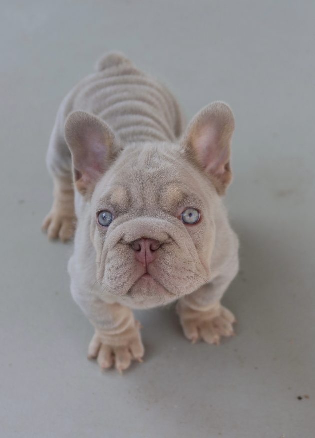 A cute beige French Bulldog puppy with blue eyes looking directly at the camera at It's All Frenchie 2 Me!