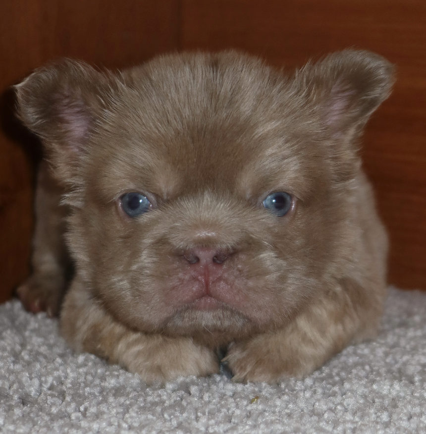 Close-up of a tiny brown puppy with blue eyes lying on a white fluffy carpet at It's All Frenchie 2 Me!
