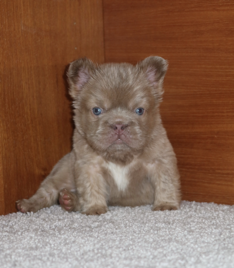 A small, fluffy brown puppy with blue eyes sitting on a light-colored carpeted floor in front of wooden paneling at It's All Frenchie 2 Me!