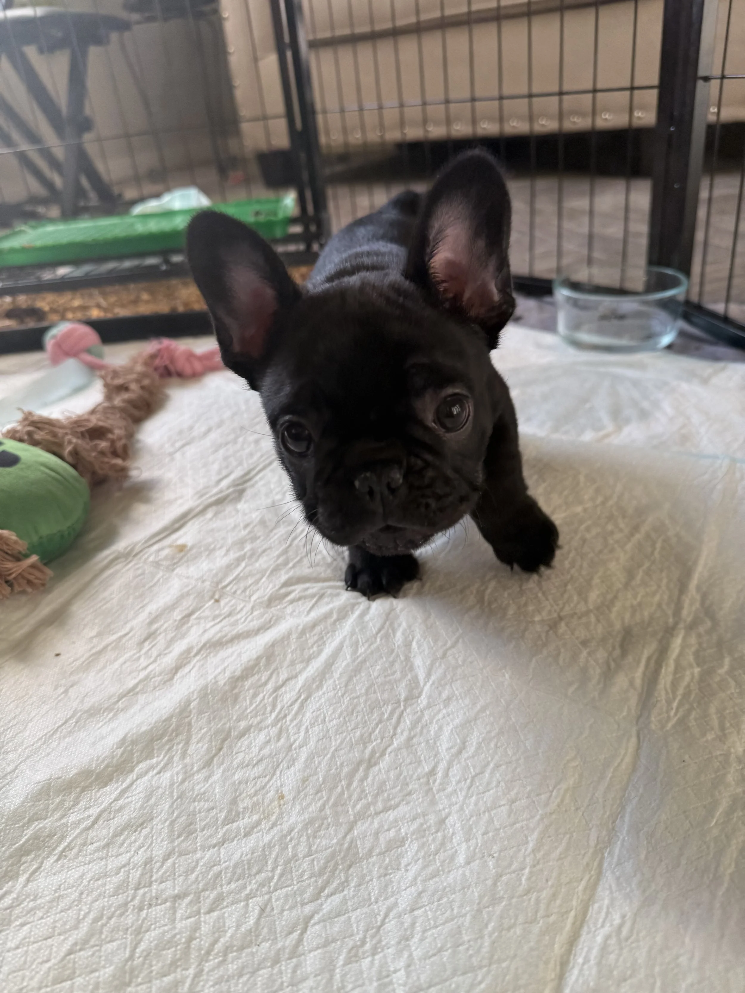 Black French Bulldog puppy standing on a white textured surface in front of a metal cage with toys and water bowl inside at It's All Frenchie 2 Me!
