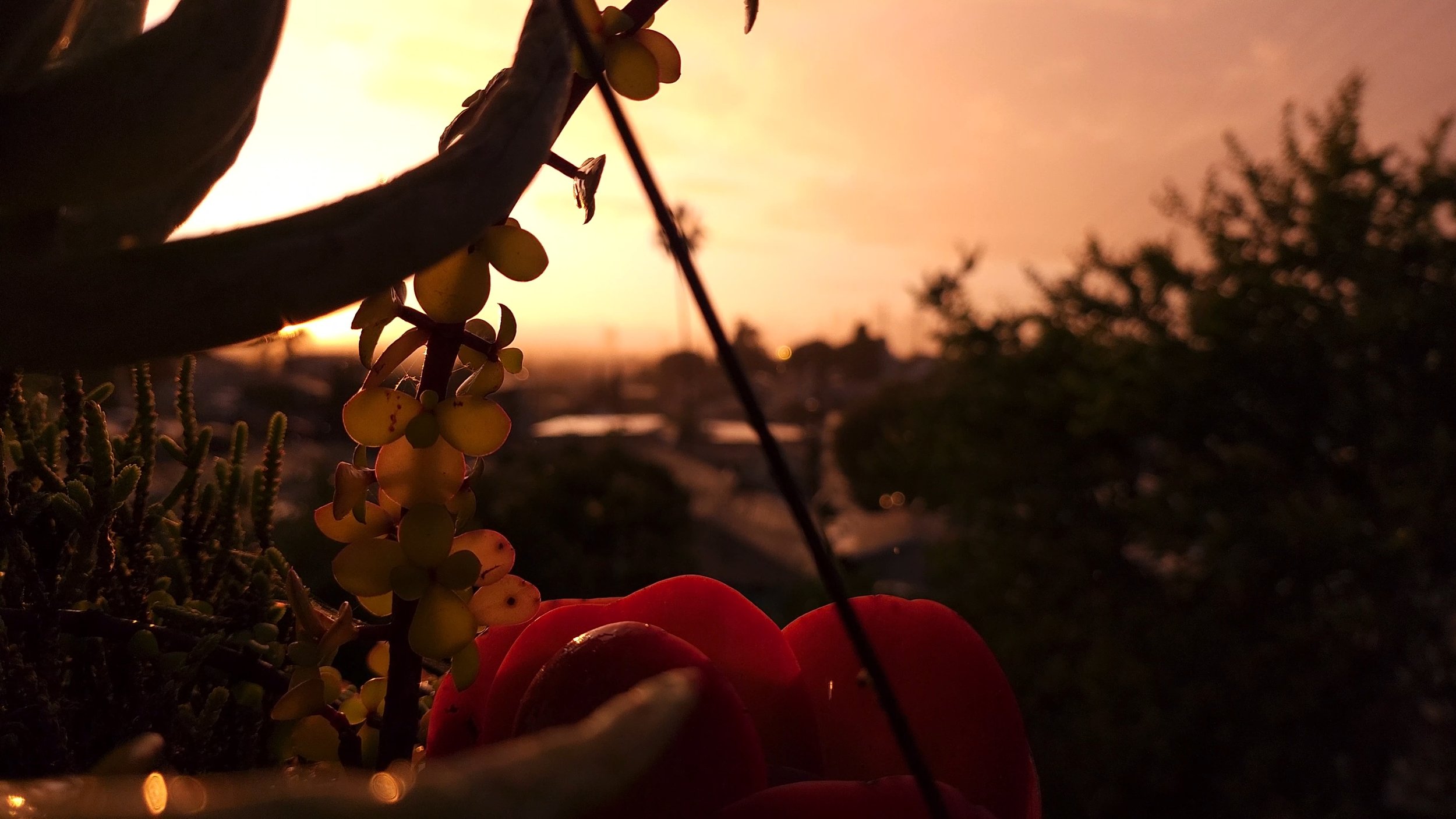 Golden Hour Roses and Amber Rain