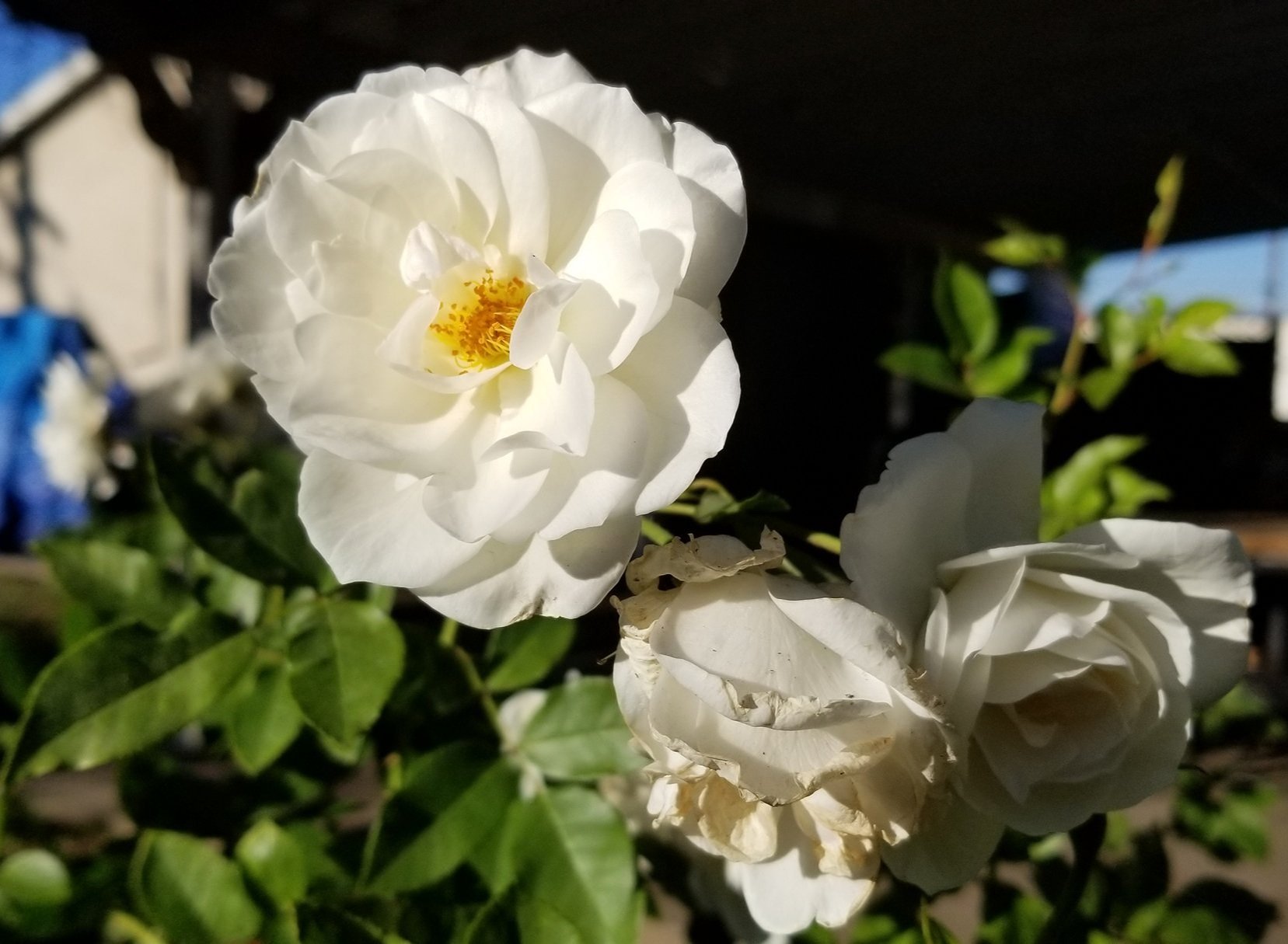 Old but Gold Vol. 1: Flower's and a Museum Garden