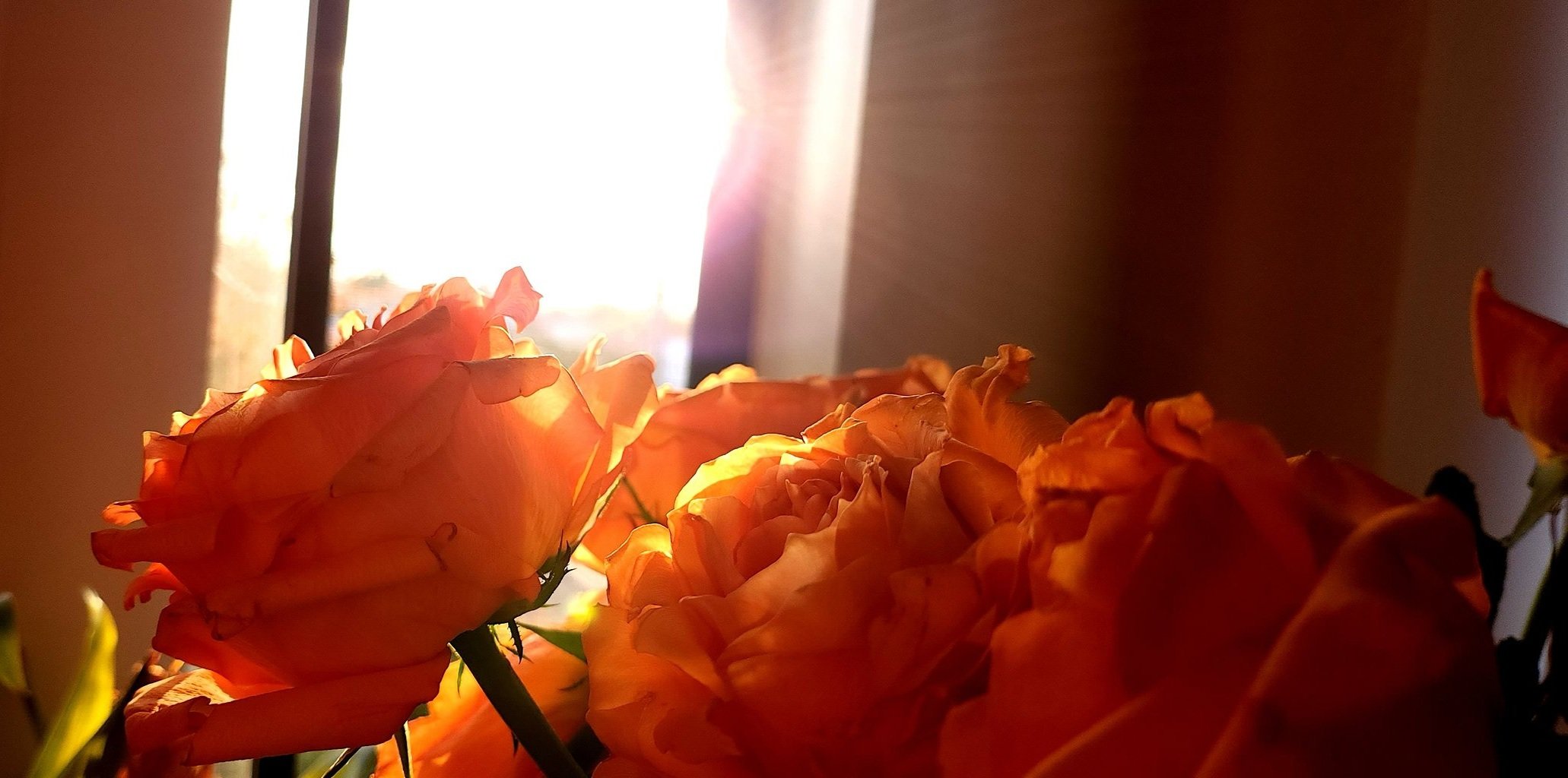 Golden Hour Roses and Amber Rain