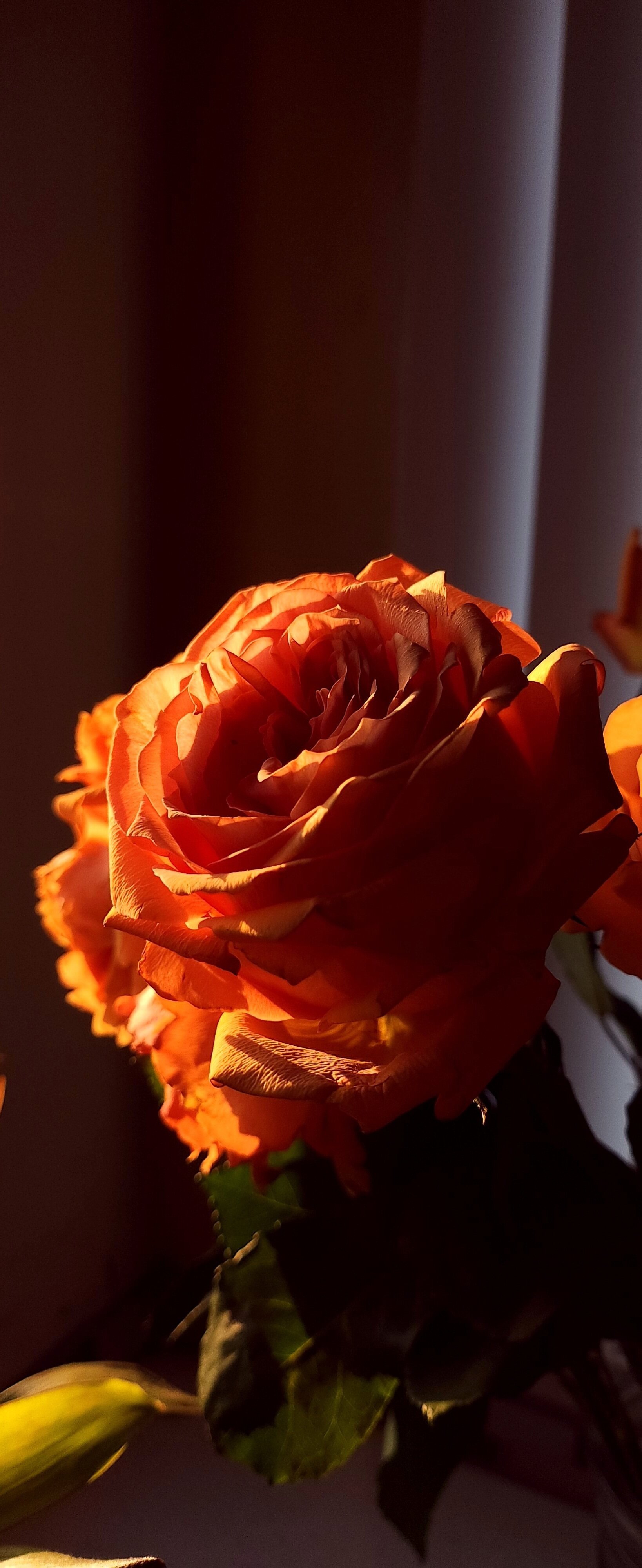 Golden Hour Roses and Amber Rain