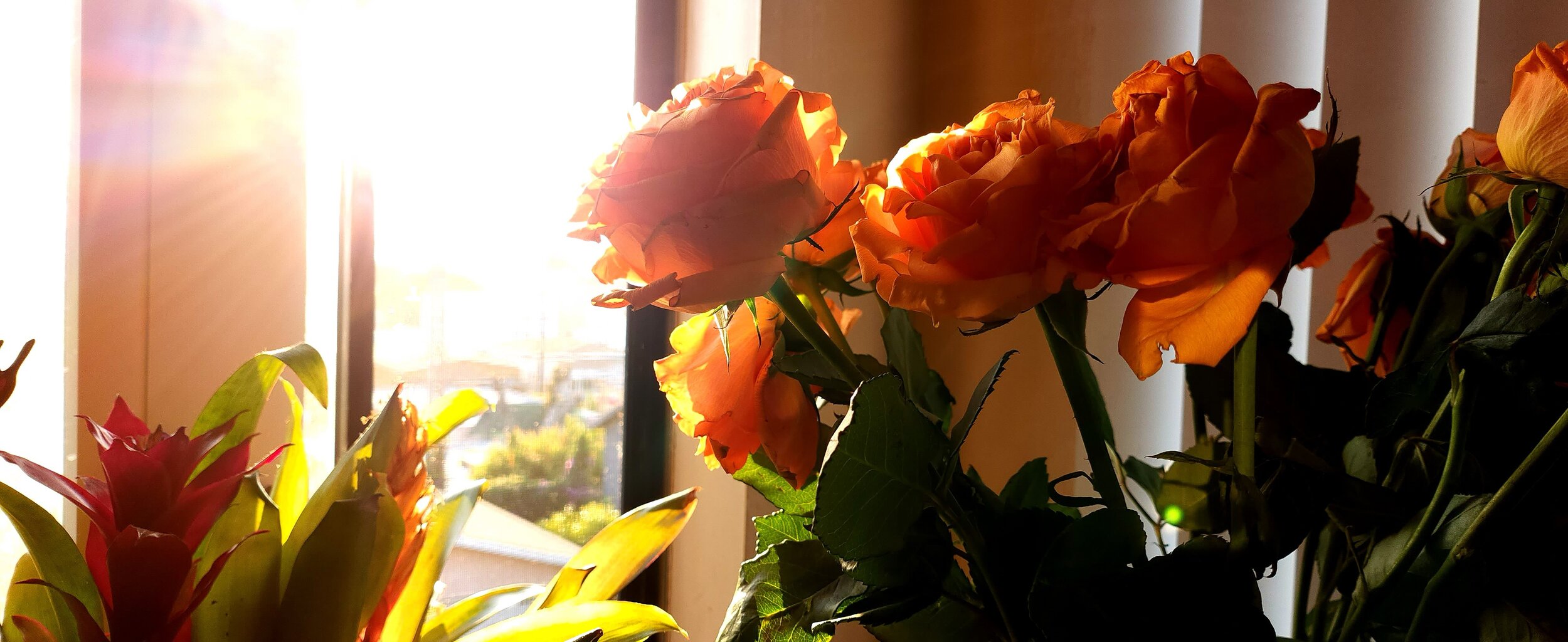 Golden Hour Roses and Amber Rain