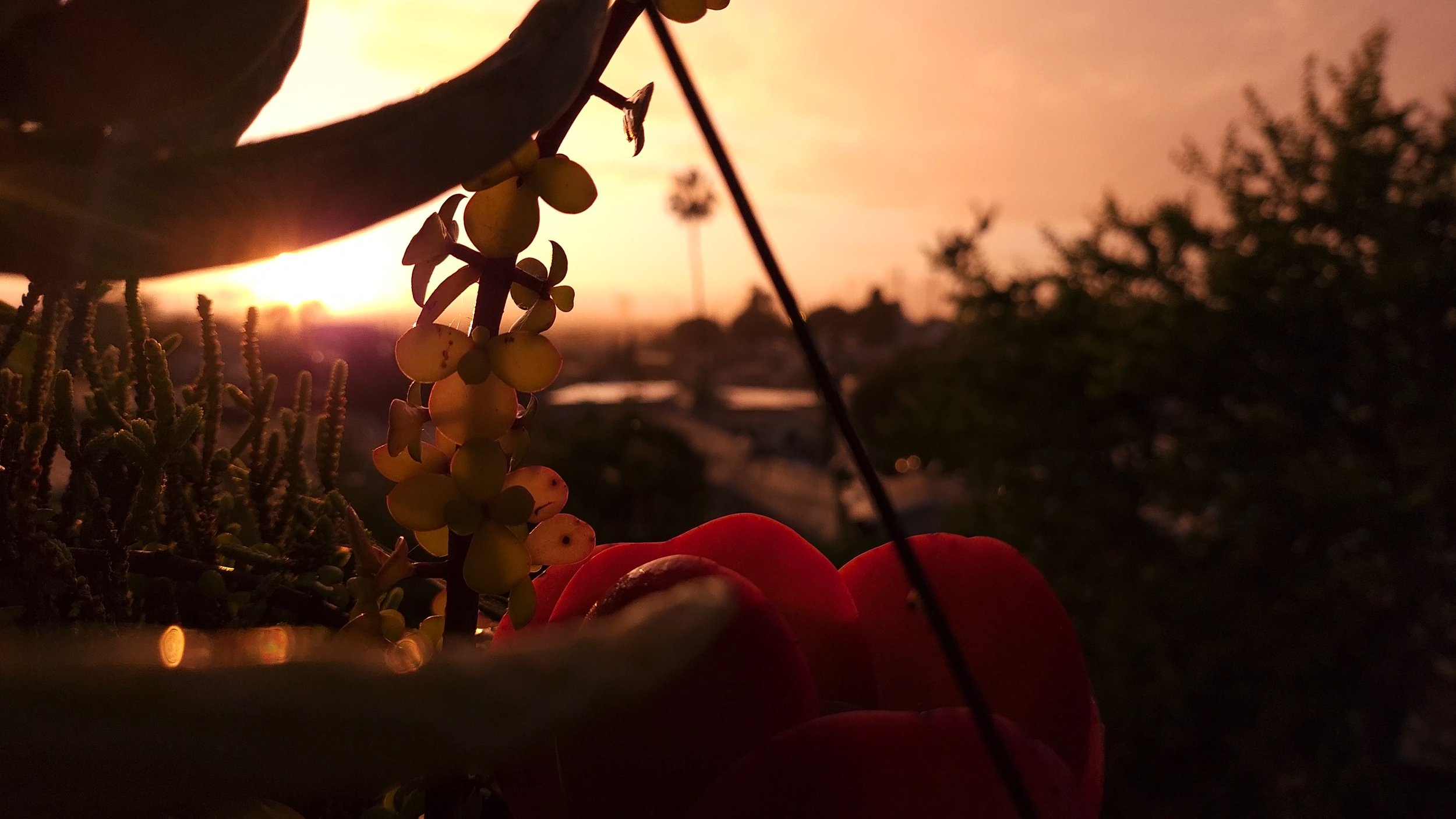 Golden Hour Roses and Amber Rain
