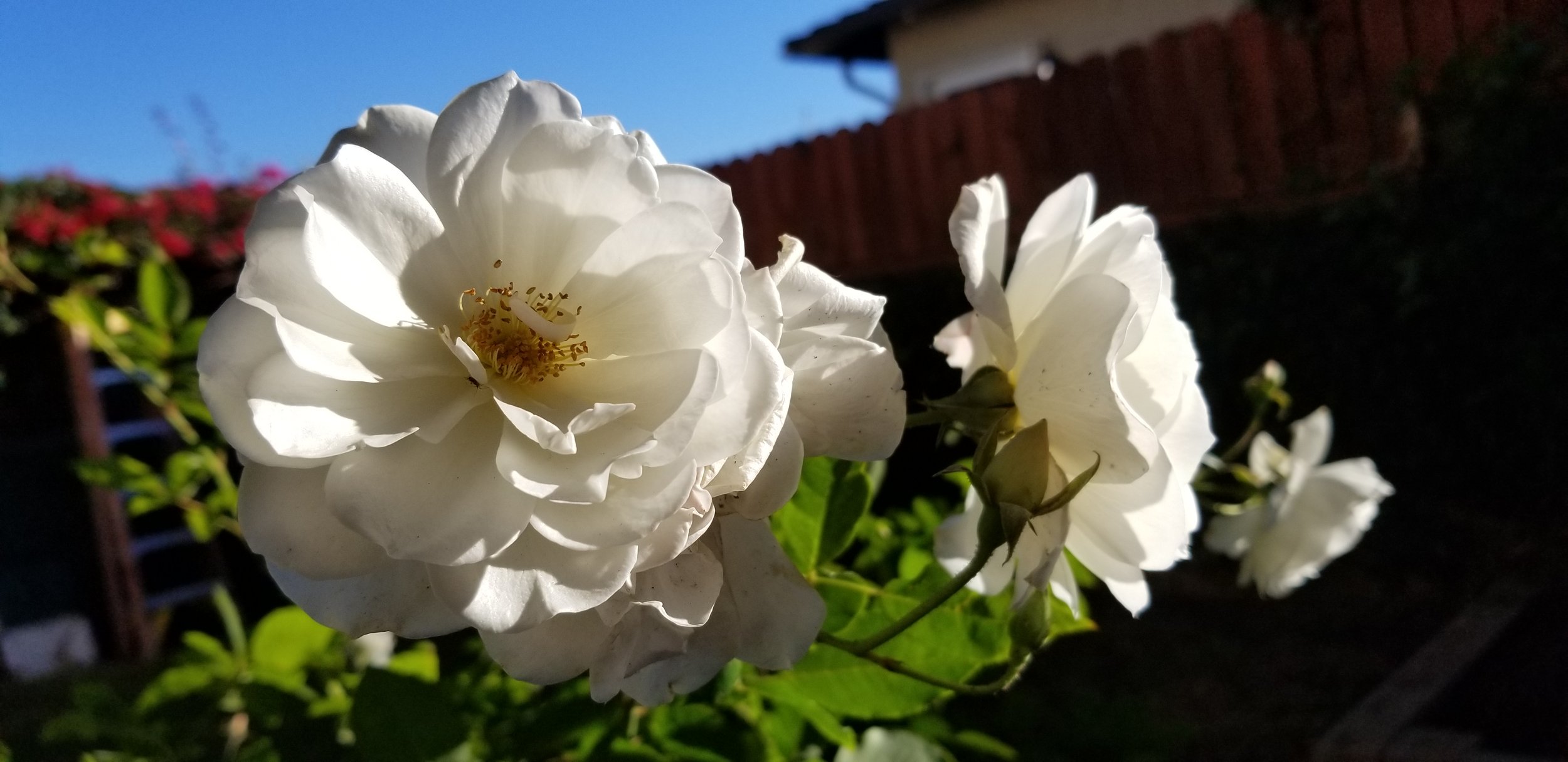 Old but Gold Vol. 1: Flower's and a Museum Garden