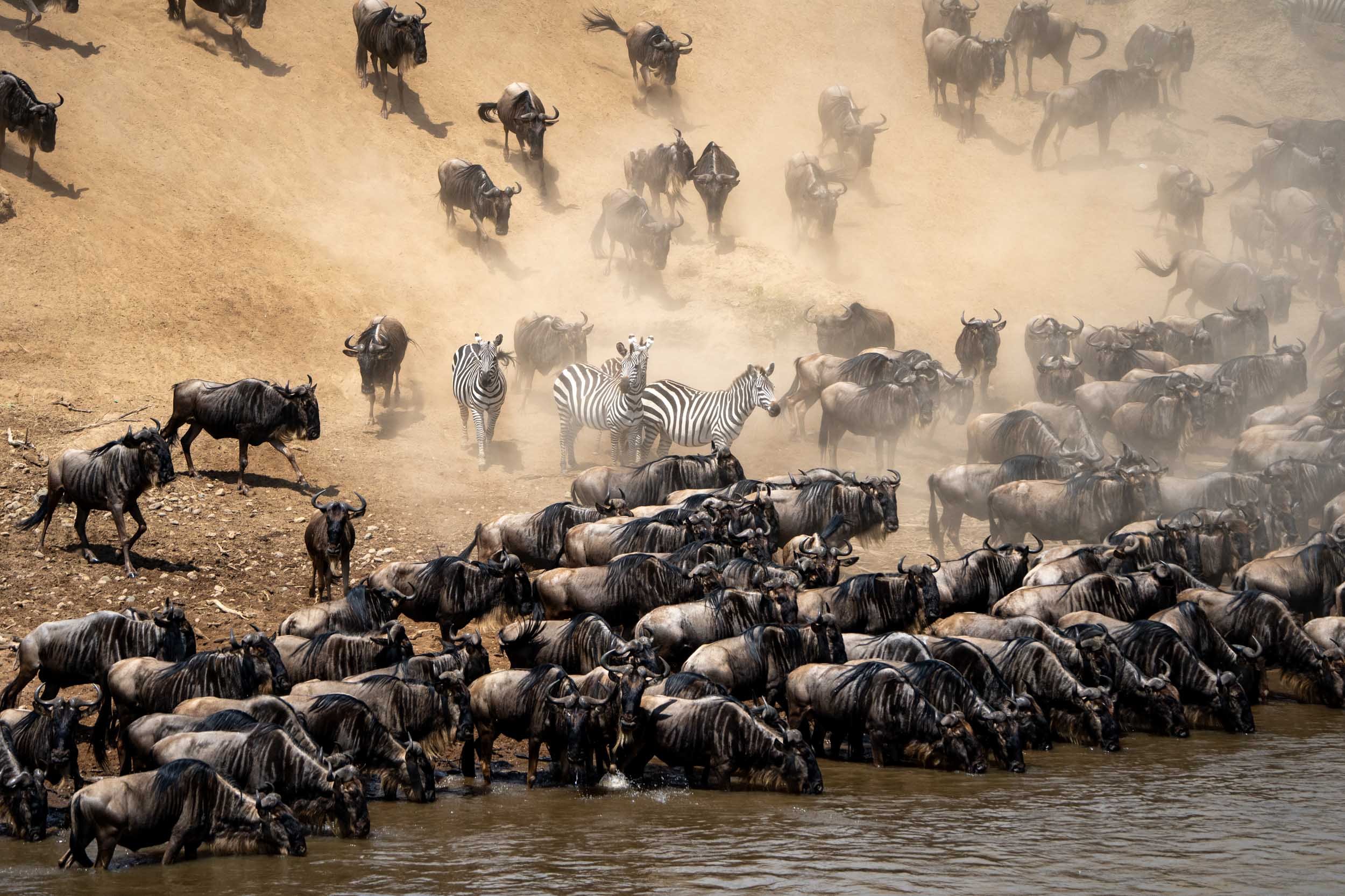 Migration