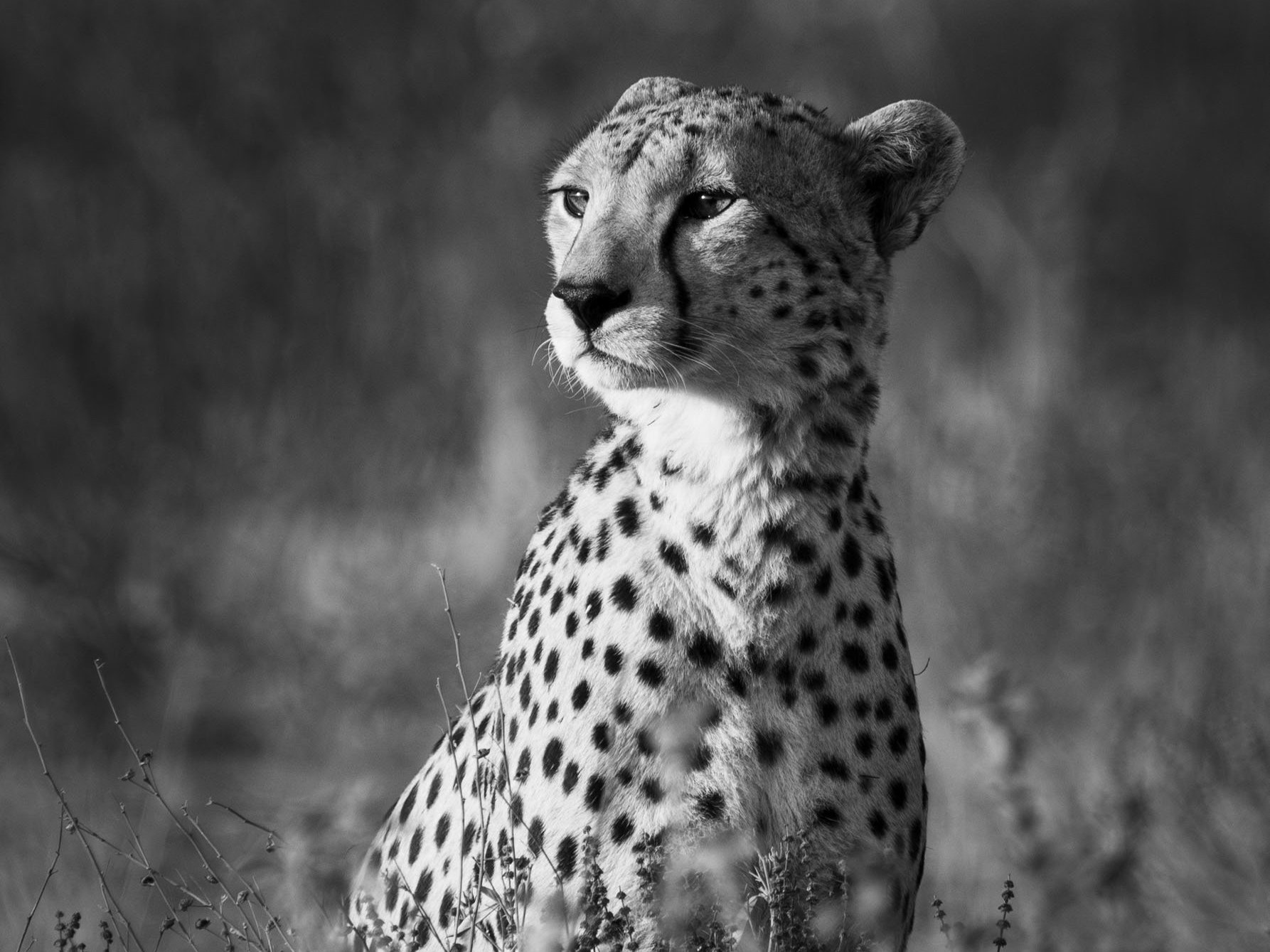 Cheetah Noir